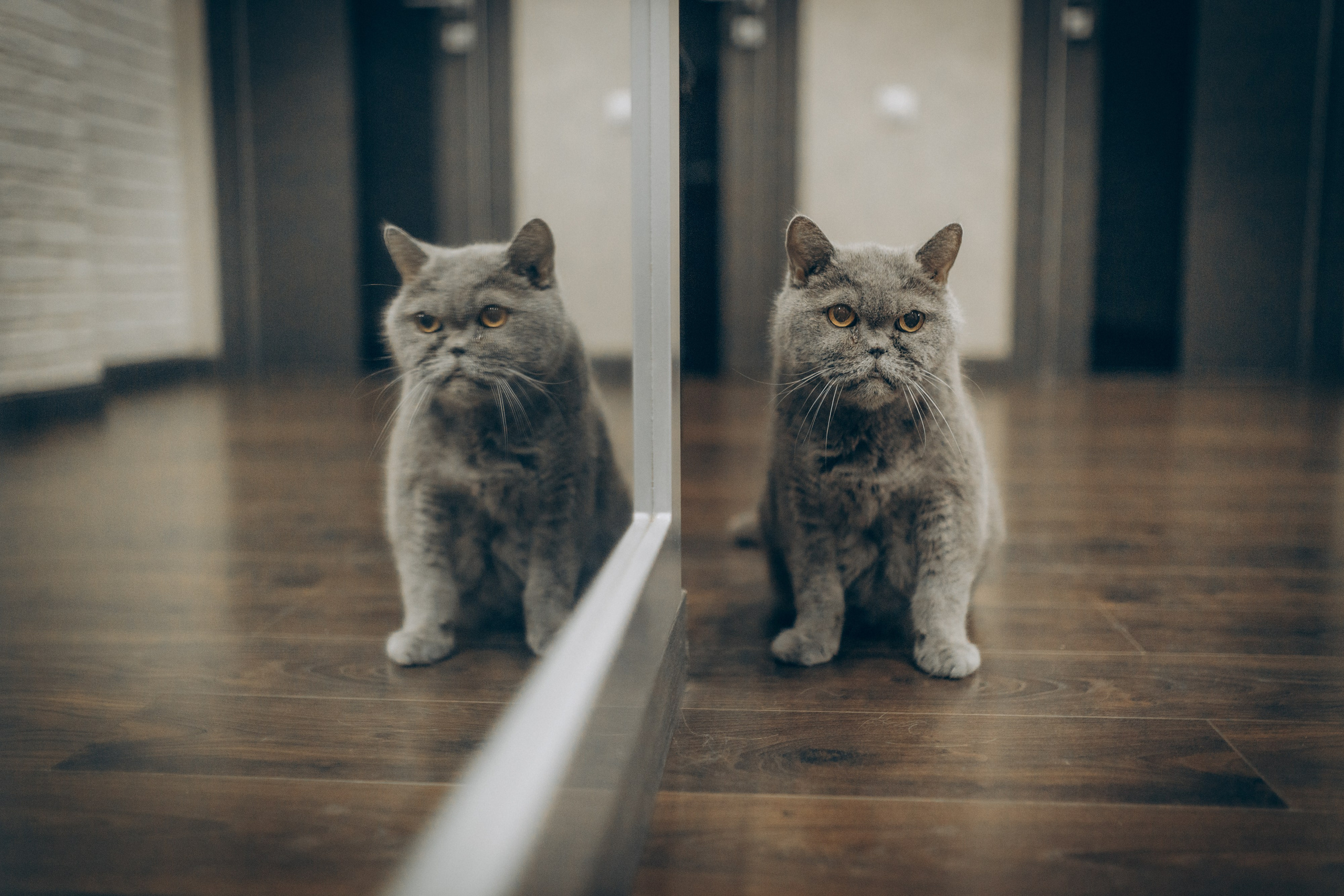 Вика, Вова и Федя. Семейный фотограф и фотограф на роды в Ростове-на-Дону Мухина Виктория