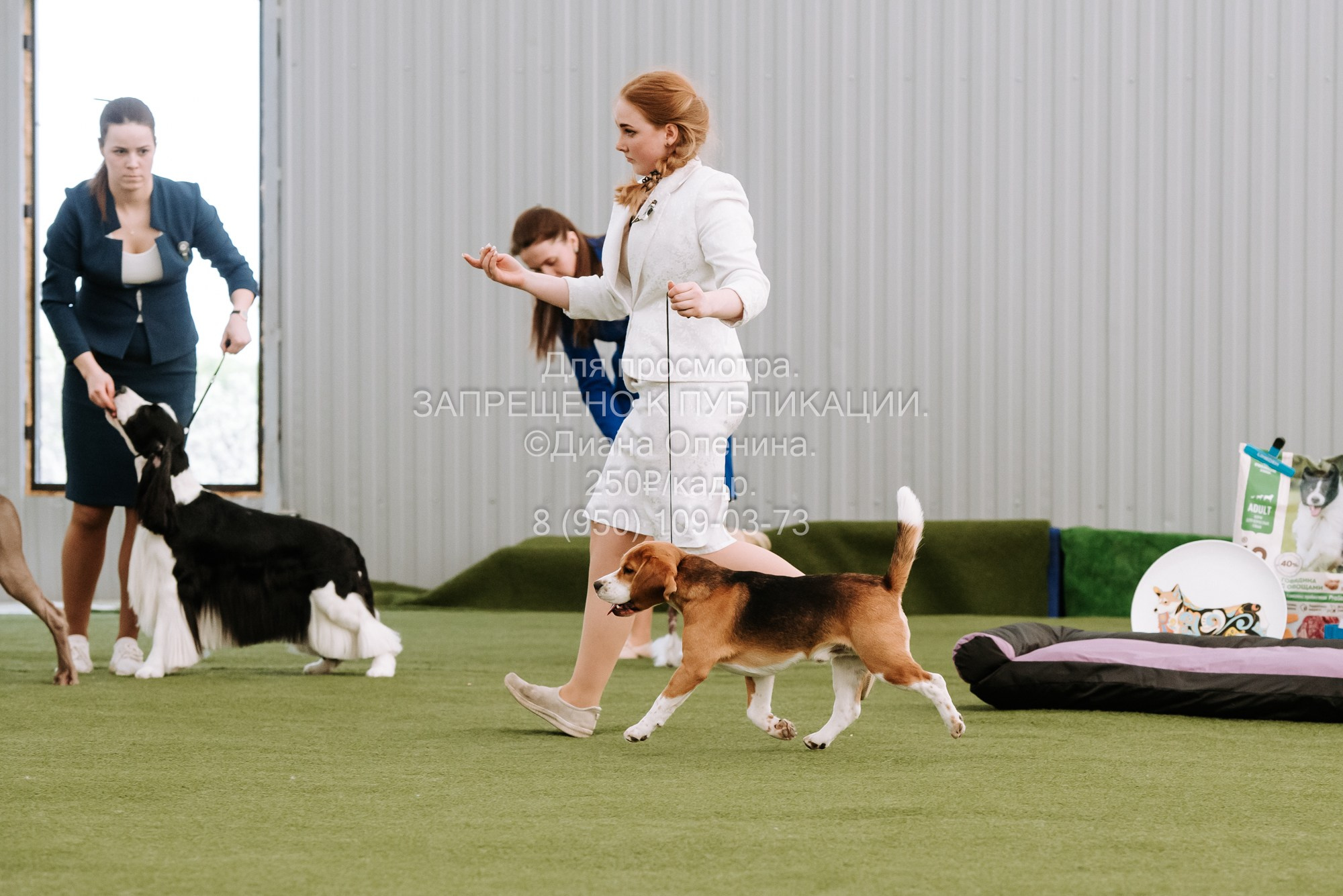 Выставка собак Красноярск 2.06. Фотограф Диана Оленина Красноярск / Братск