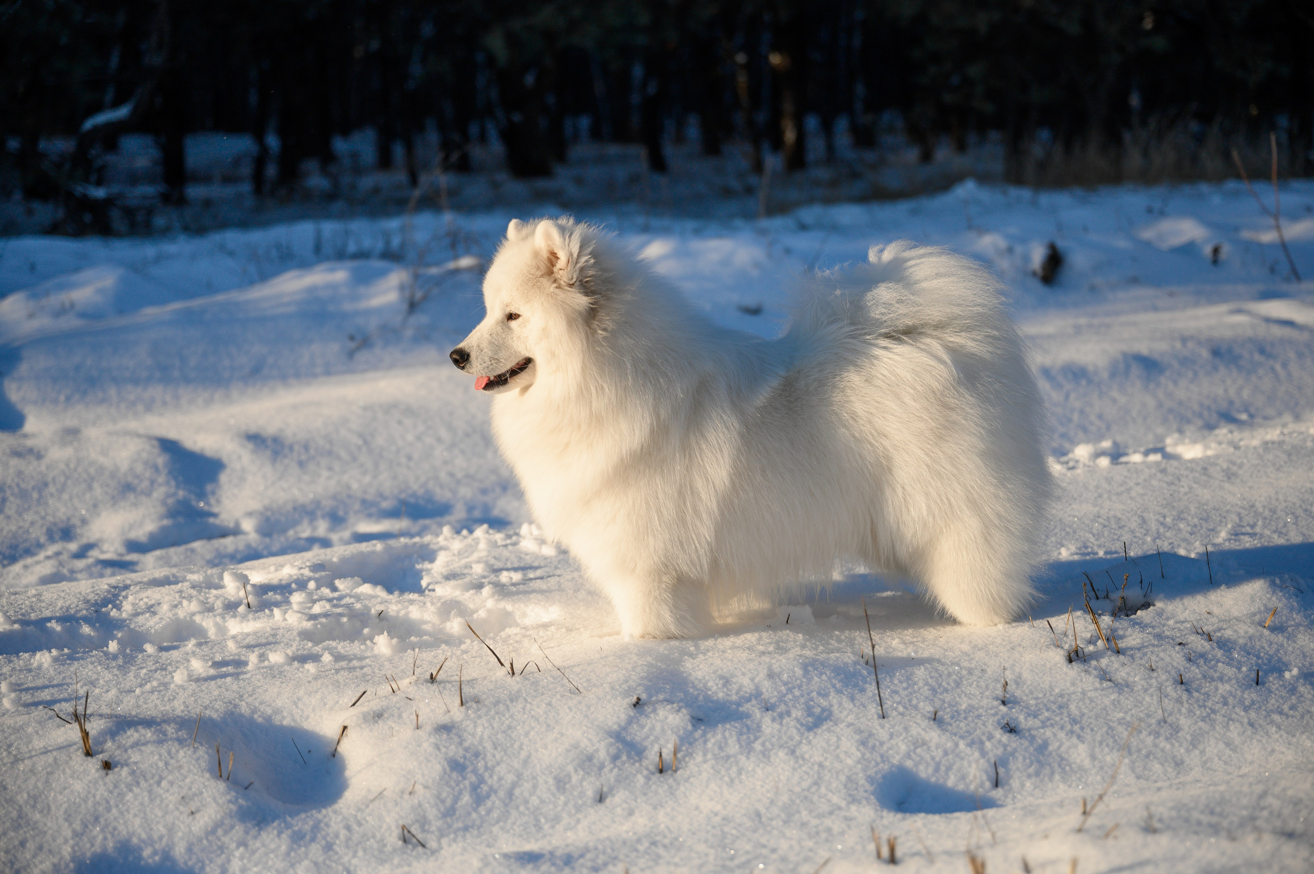 Самоед Тайфун. Bazarkom-photo.ru Фотограф Виктор Оськин в Старом Осколе