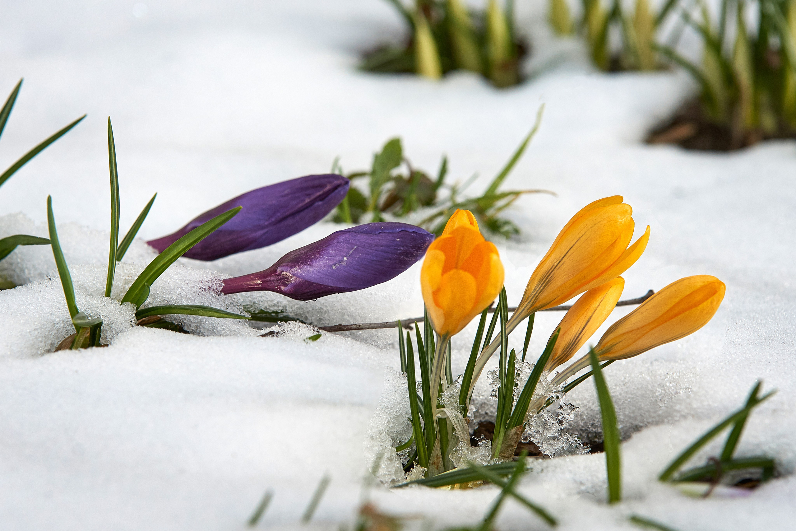 Наша мать — природа. Фотограф Владимир Артамонов