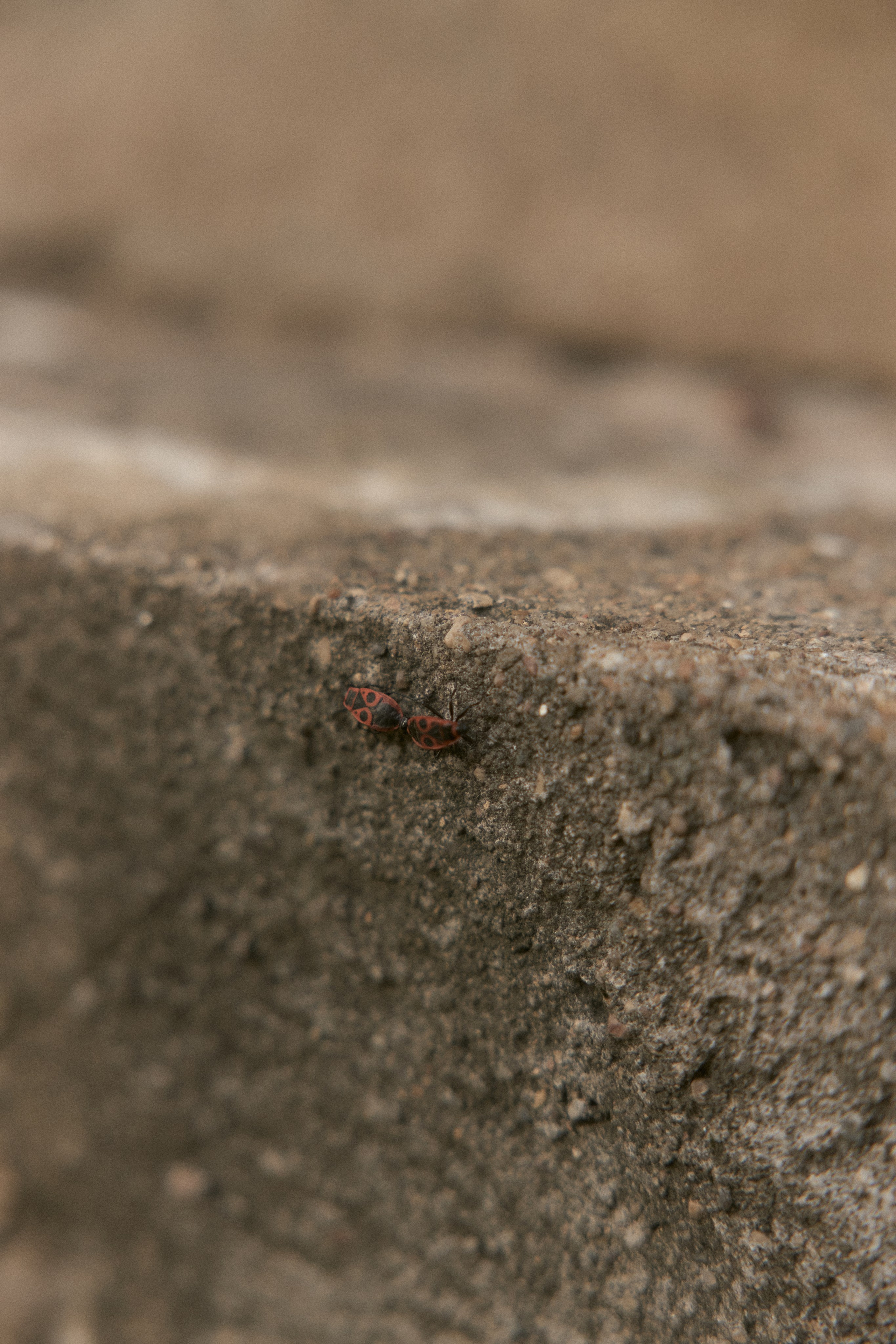 Марина и Юля. Семейный и детский фотограф Юлия Шох