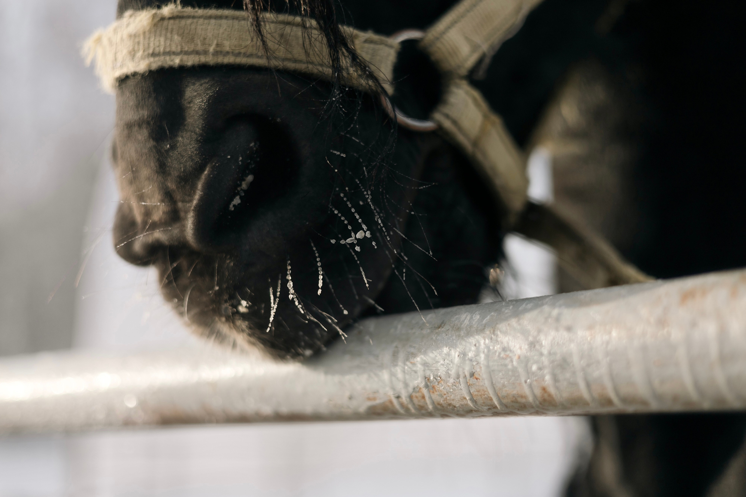 Татьяна Мустякимова. Хозяйка пони-фермы. Репортажный фотограф Наталья Лапцевич