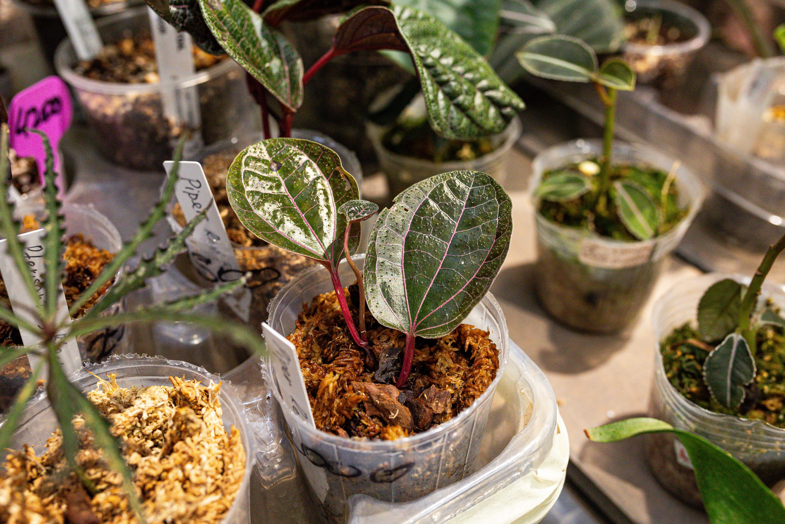 Green rare июнь 2025. Александра Куликова фотограф, Москва