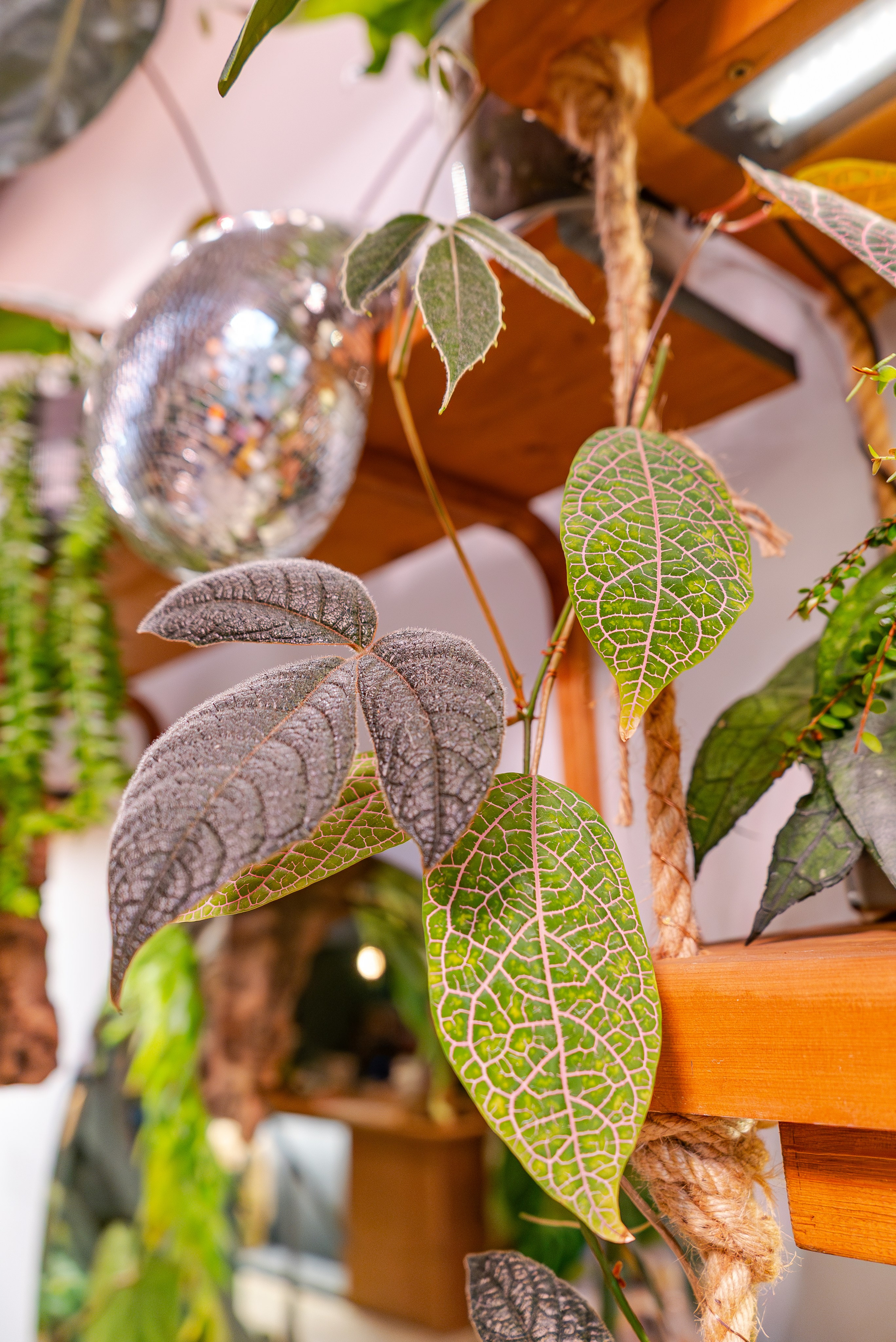 Make more plants. Александра Куликова фотограф, Москва
