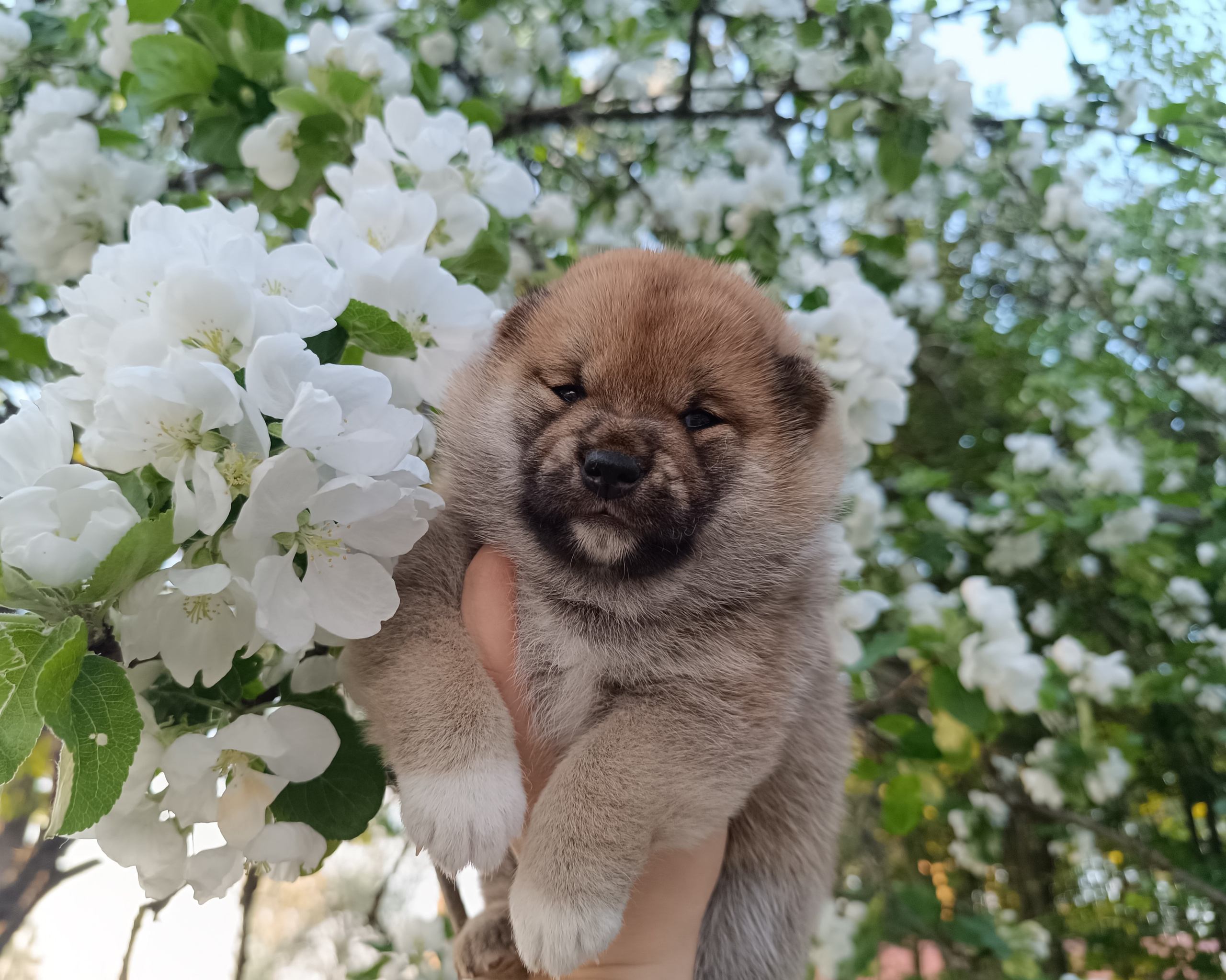 сиба питомник Рубилайт щенки на продажу rubylight  сиба щенки купить СПб Санкт-Петербург 