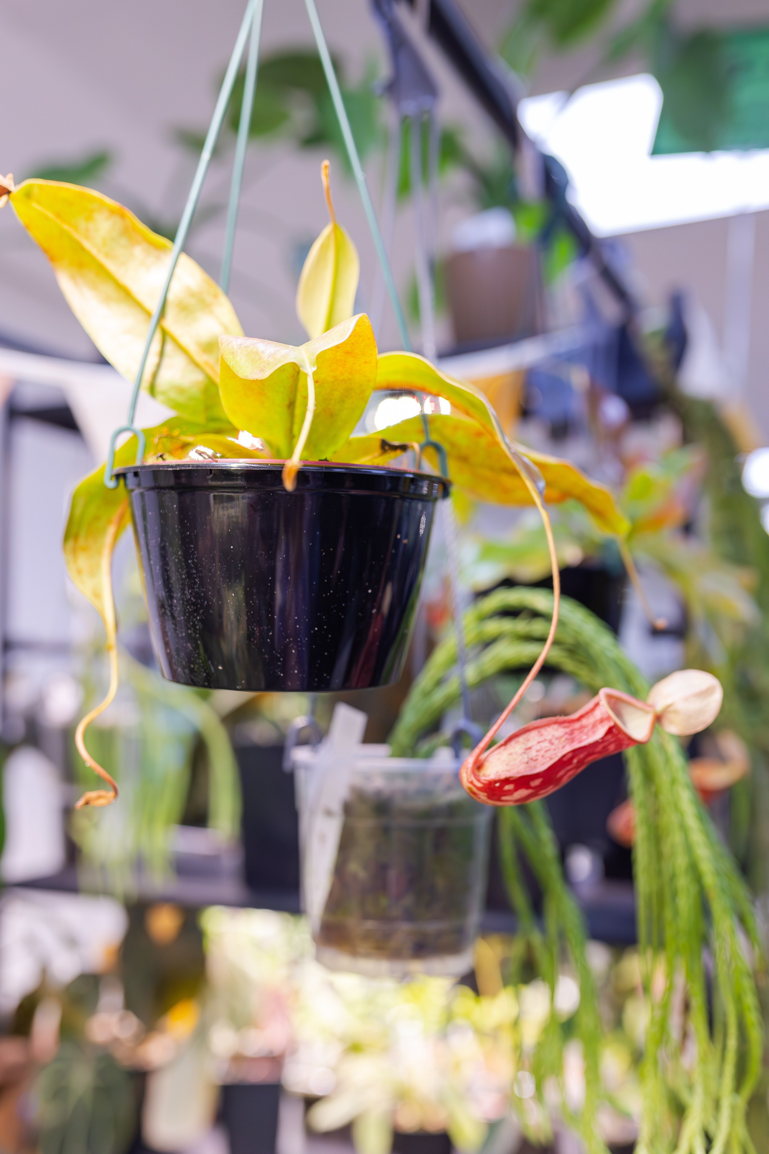 Монстериум апрель 2026. Александра Куликова фотограф, Москва