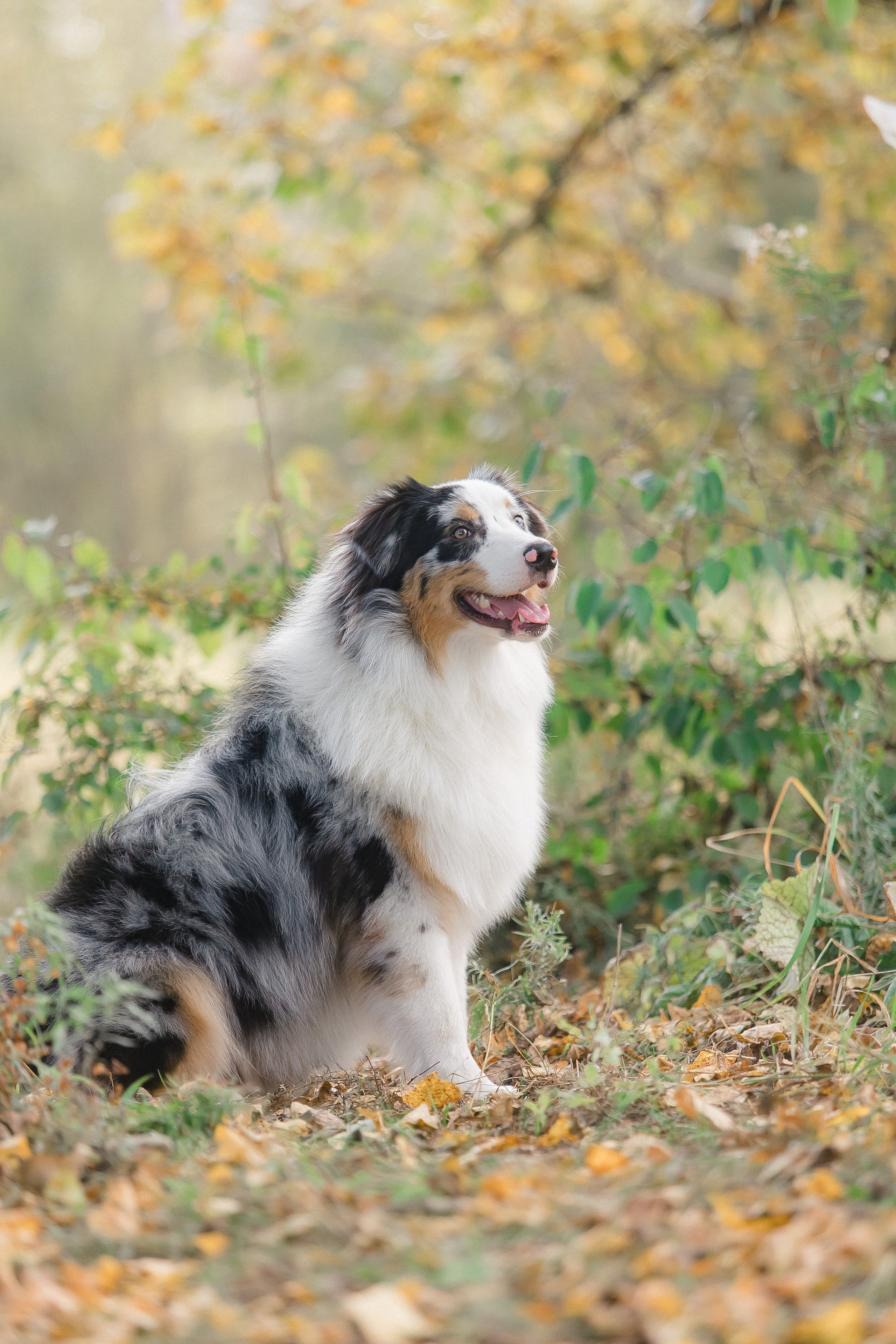 Аусси Дэймон. Свадебный и женский фотограф