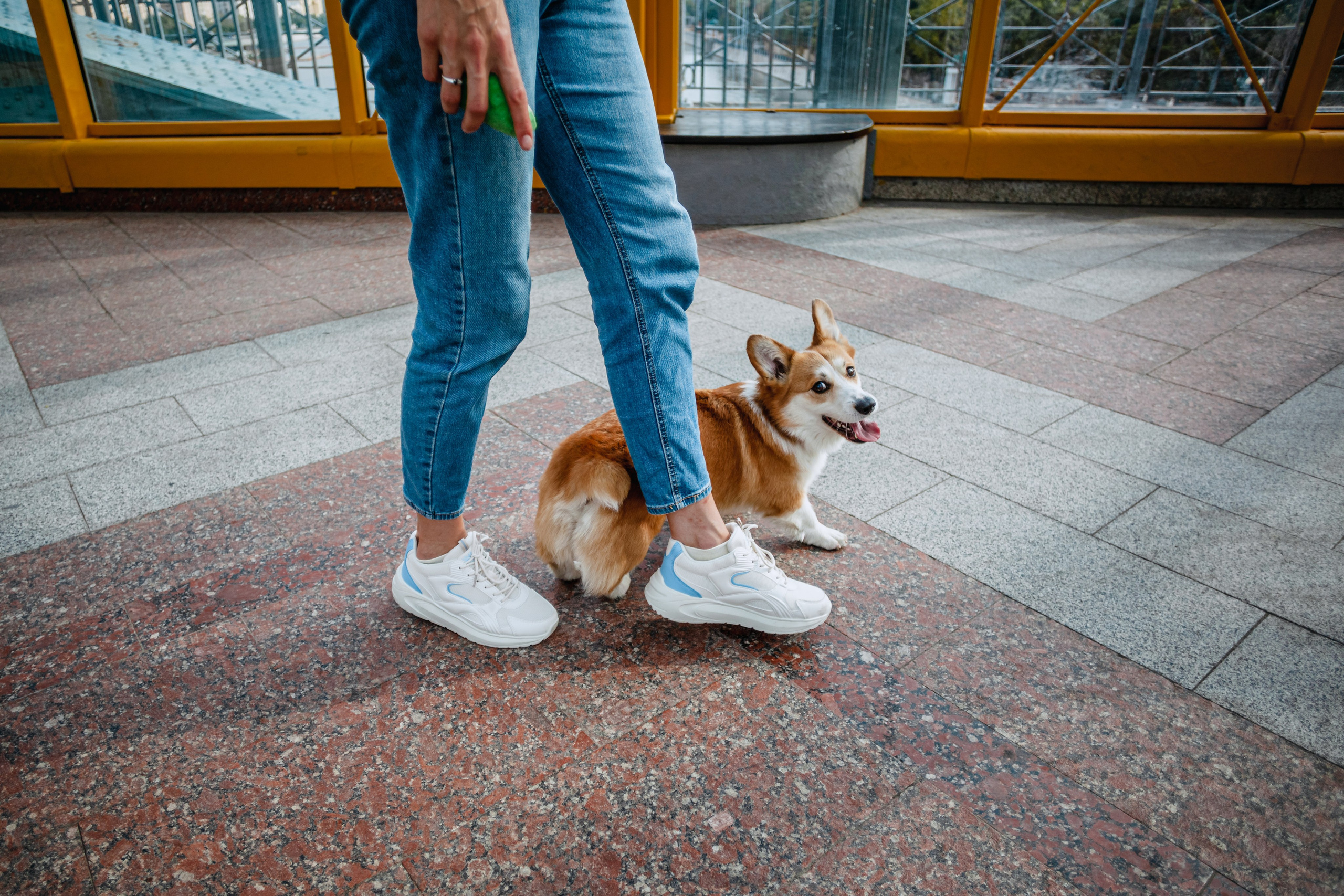 Андреевский мост. Фотограф-анималист Татьяна Степанова