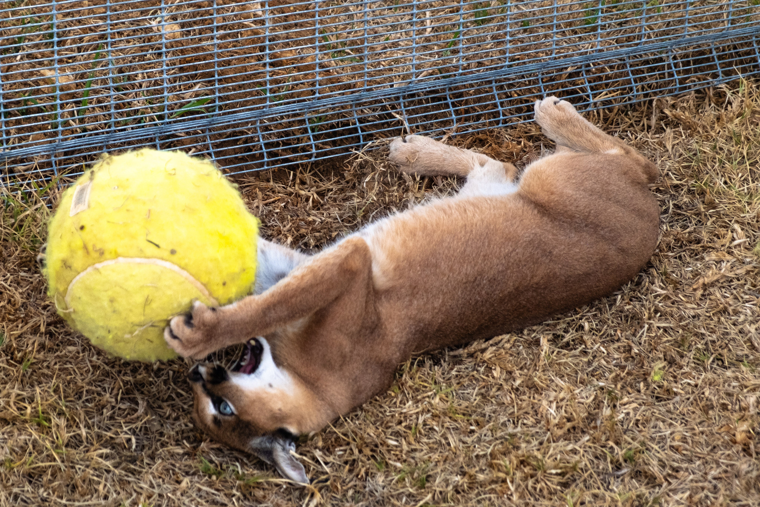 Пингвины и другие. Фотографии из путешествий