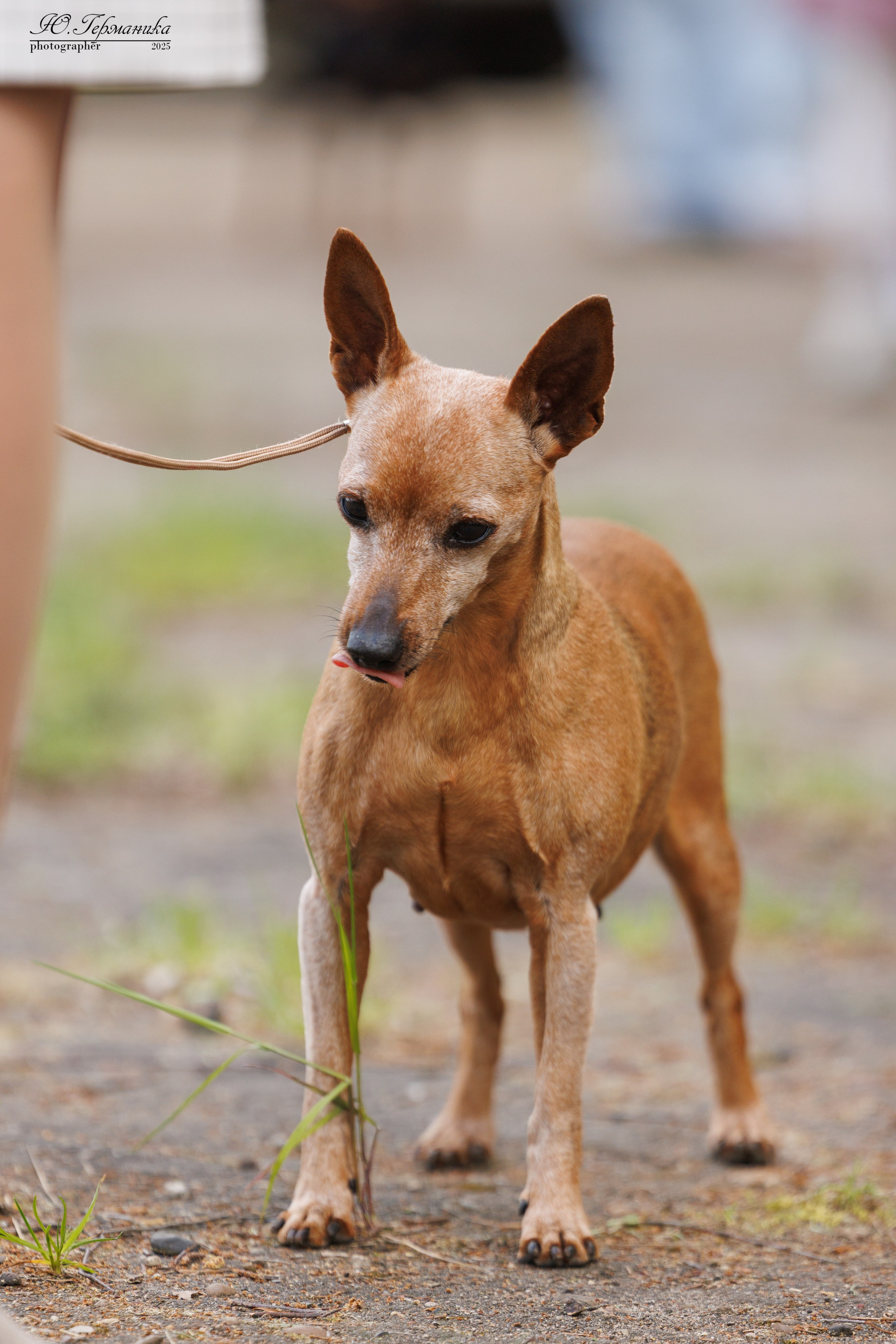 Тверь 24.05.2025. Фотограф-анималист Юлия Германика