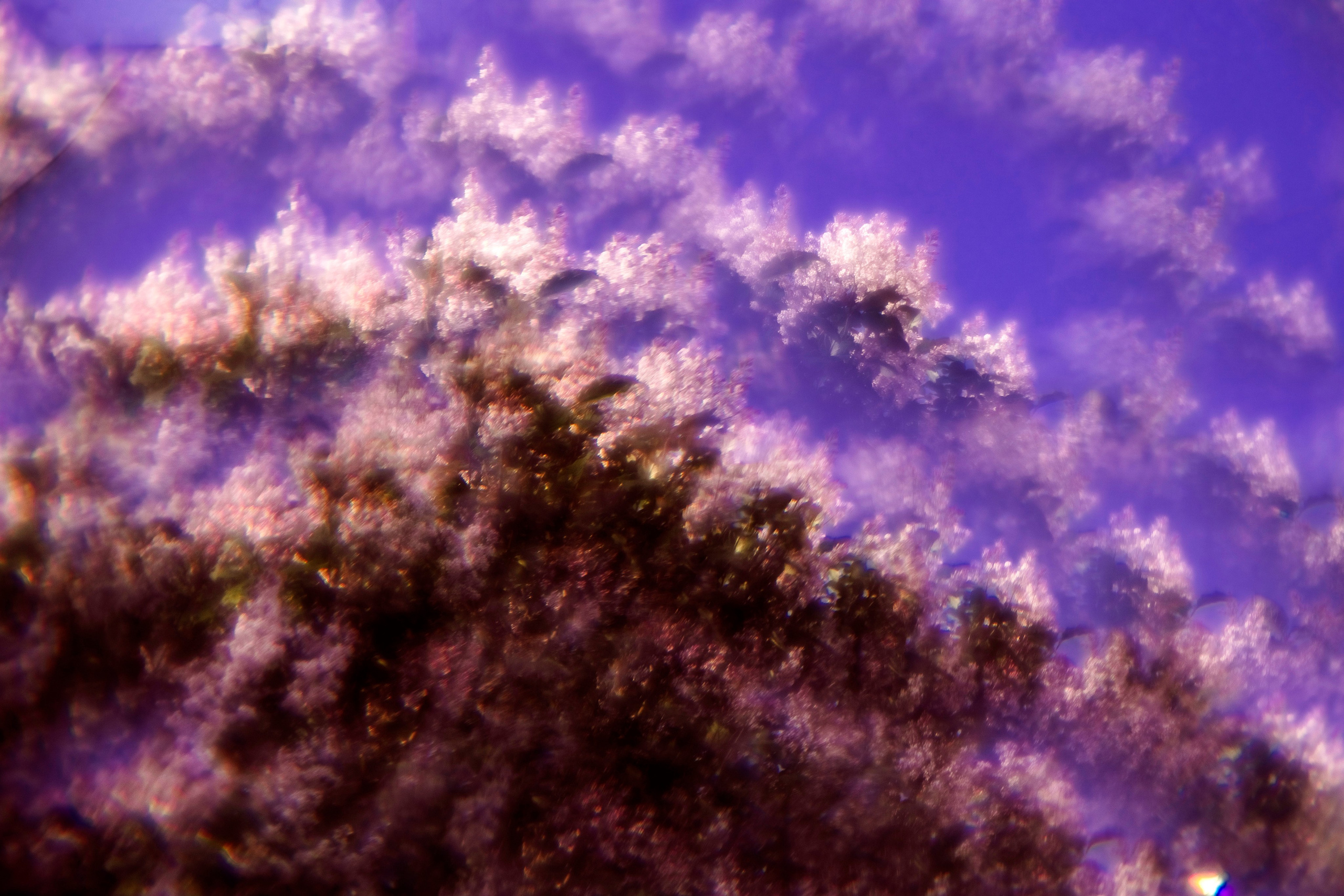 Color photographs. Artisistic photographs of Lena Sokolova