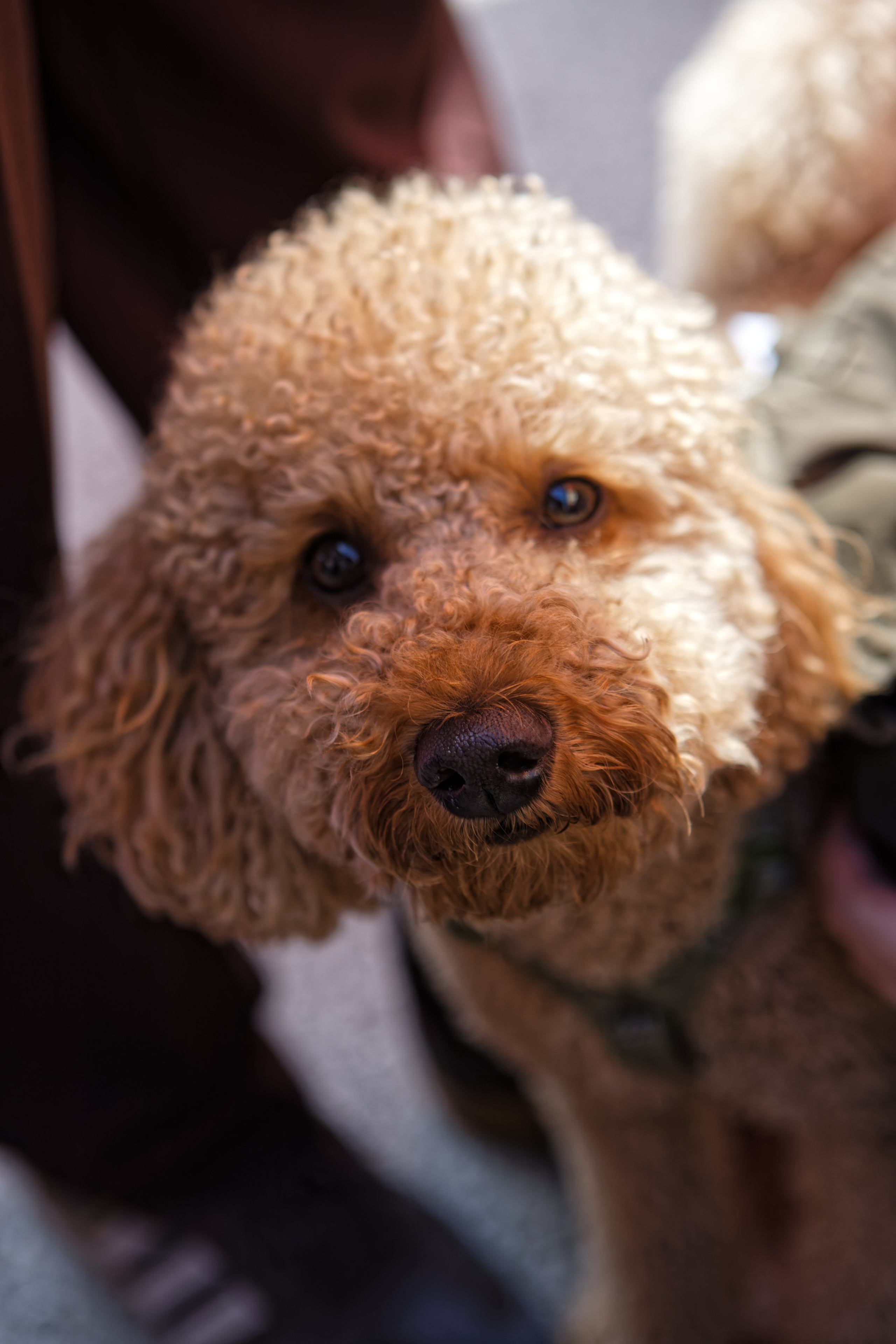 Мир животных. Репортажный и спортивный фотограф в г. Пермь Зильберг Павел
