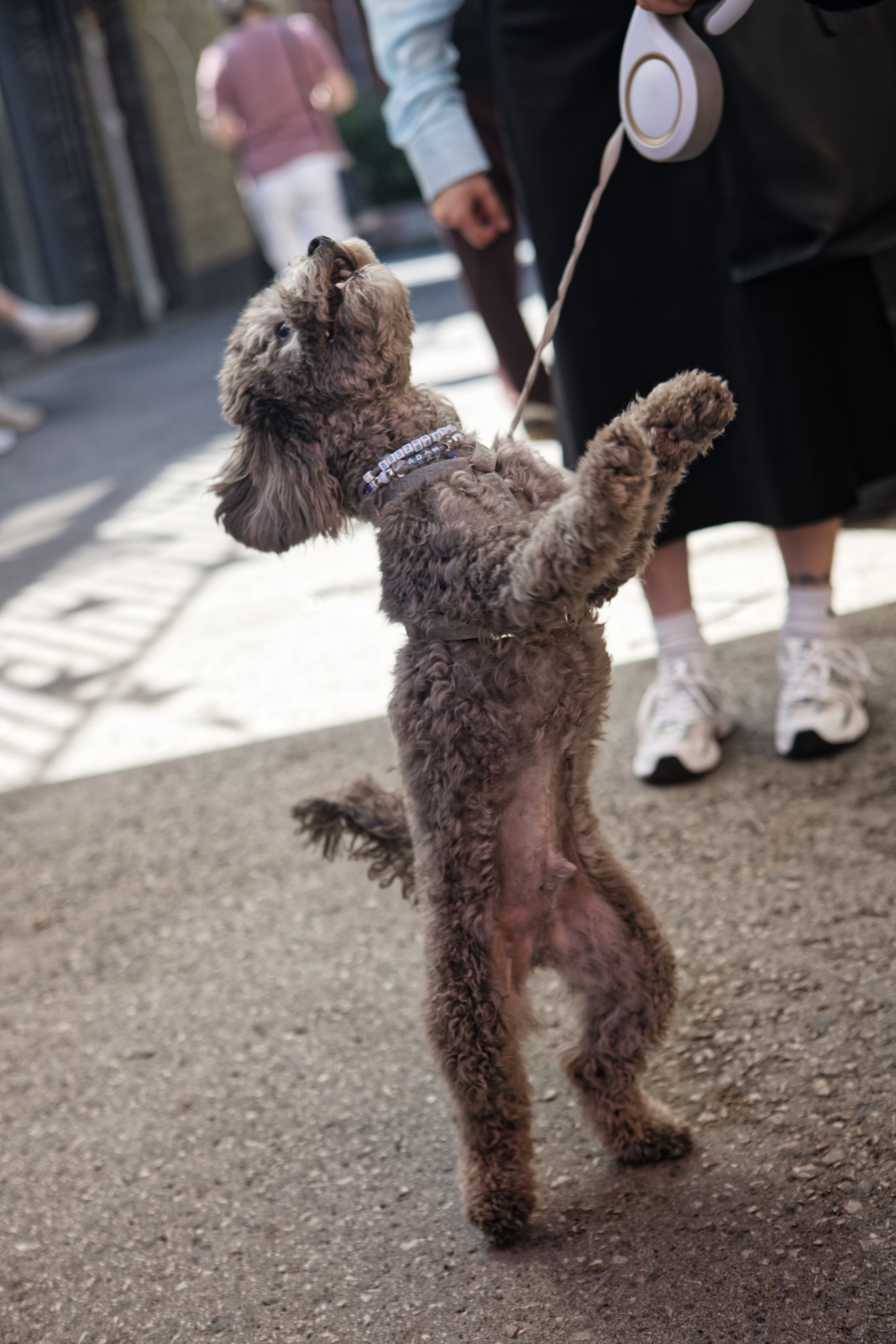 Вечеринка для собак Oh my dog 20.07.2025. Репортажный и спортивный фотограф в г. Пермь Зильберг Павел