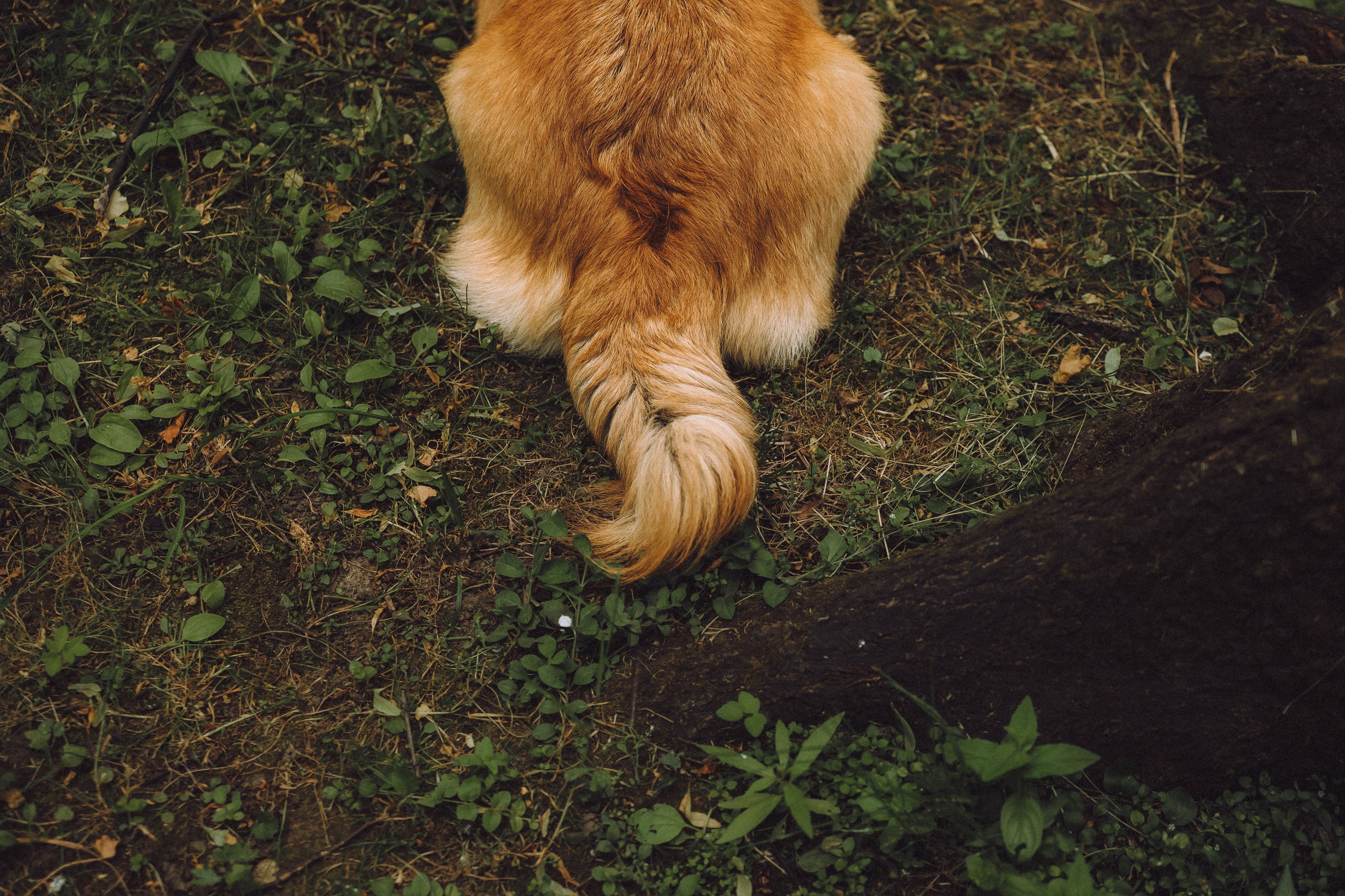 Ира, Леша и Харли