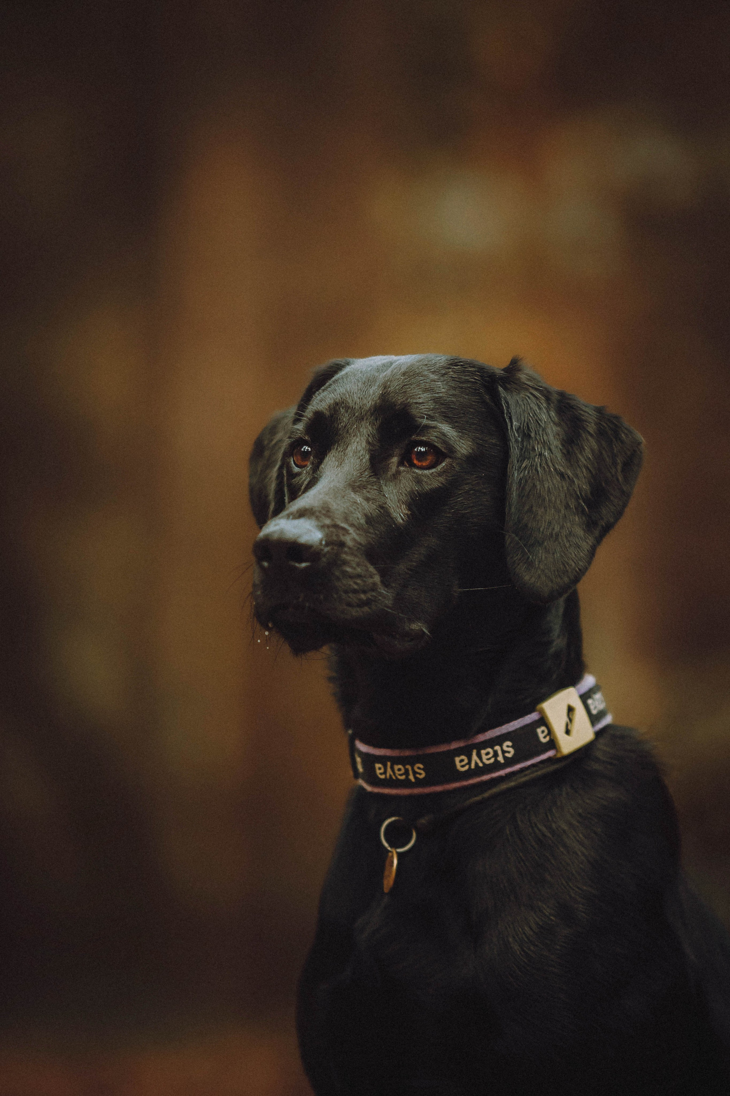 Аня, Нео и Луна