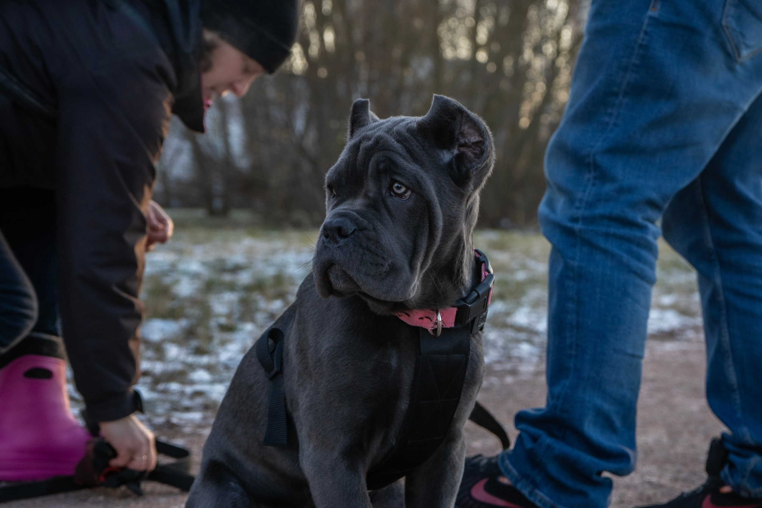 Фотосессии Пушистиков. Фотограф в Санкт-Петербурге Виктория Барышникова