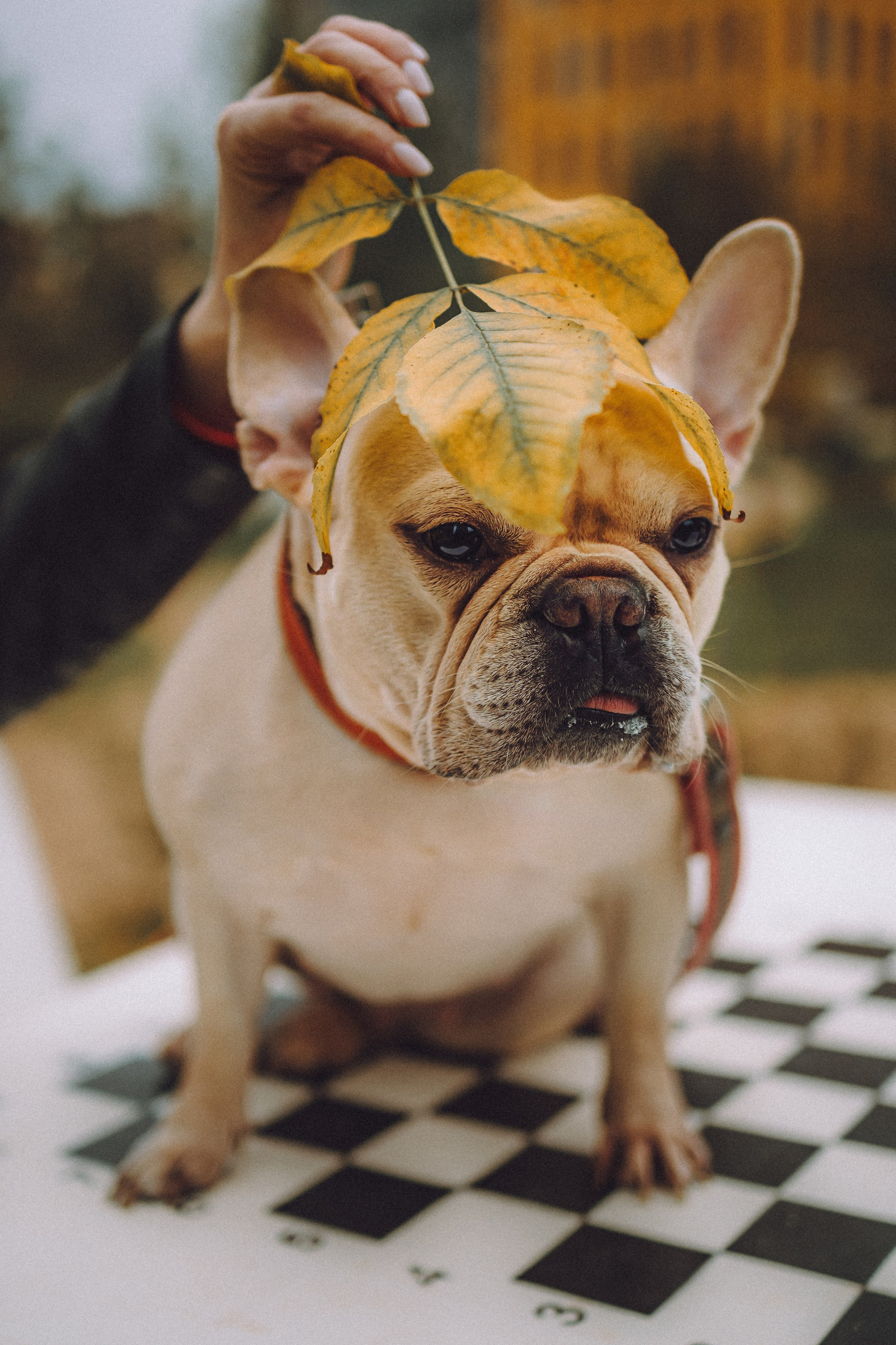 Антонина и Амиша