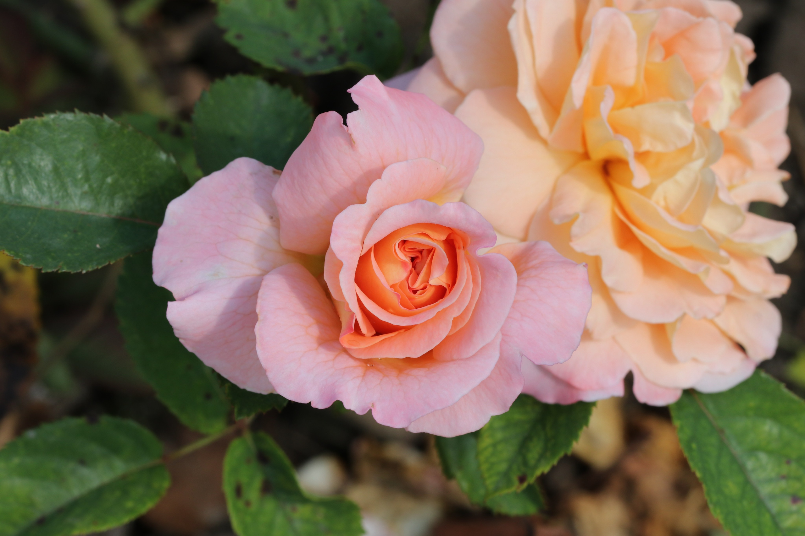 Долина роз в Кисловодске. Фото-художник и Репортажный фотограф Николаев Александр Алексеевич