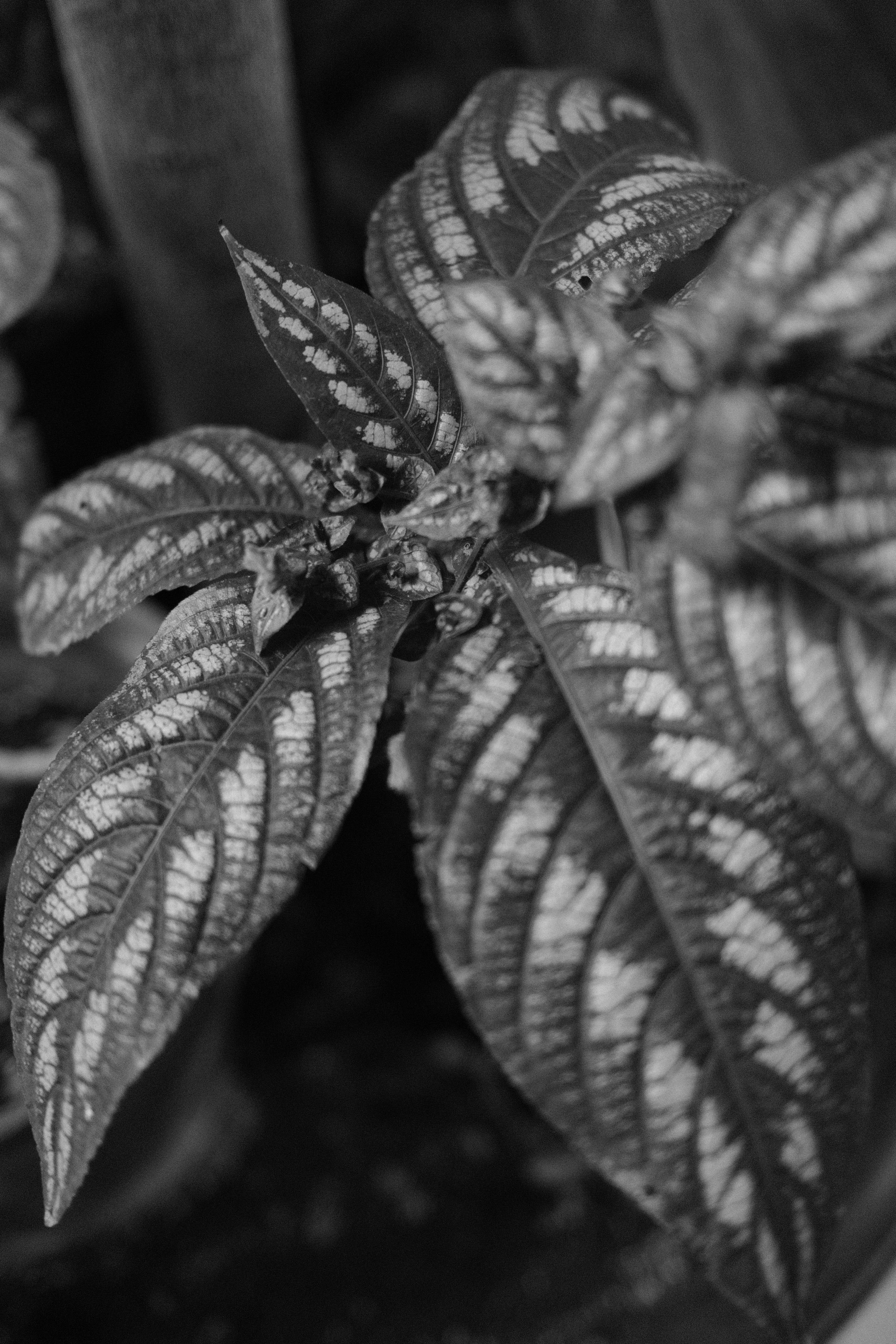 Аптекарский огород. Профессиональный фотограф в Москве Захар Ишутин