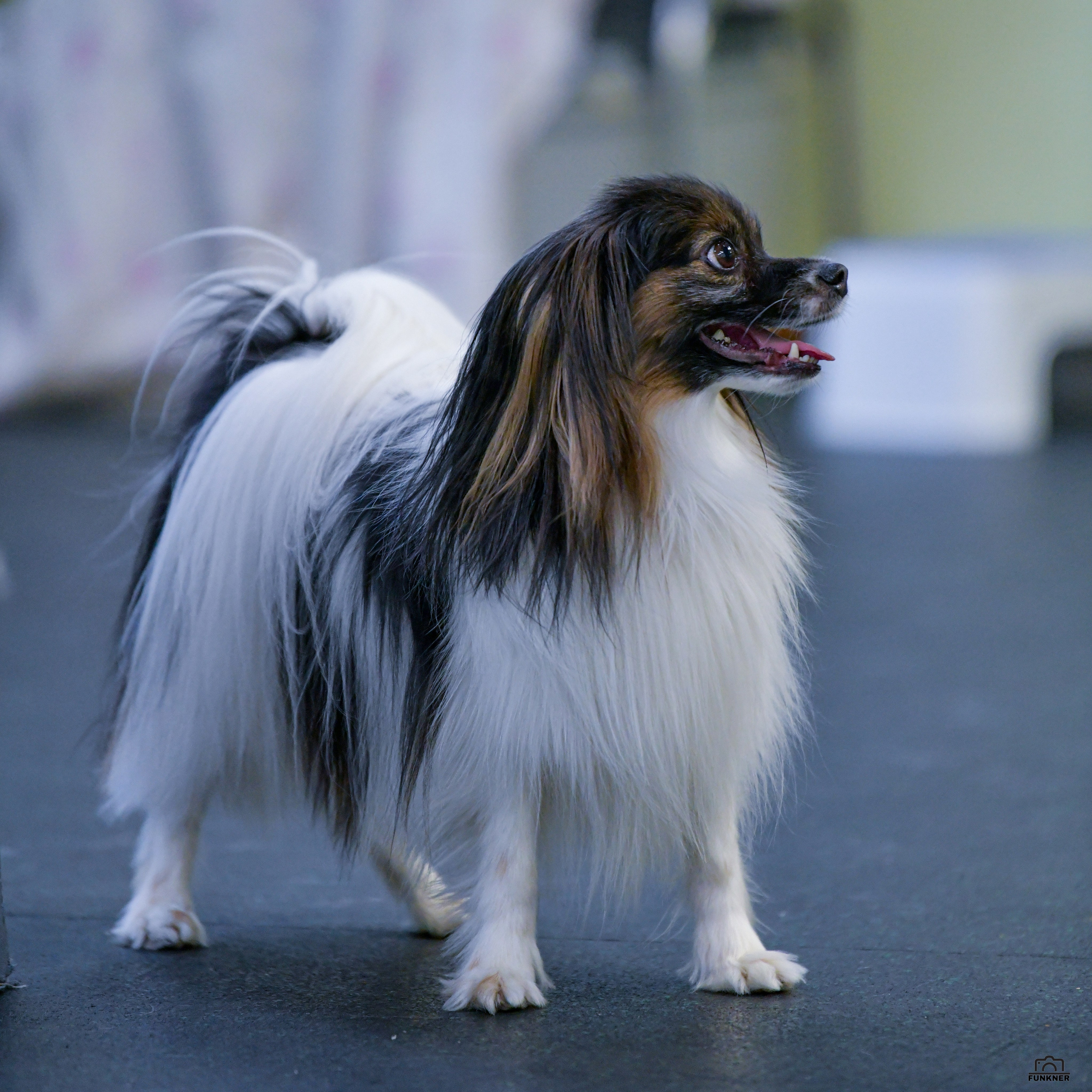 Кинологический клуб «Бодрый хвост». Свой взгляд через объектив