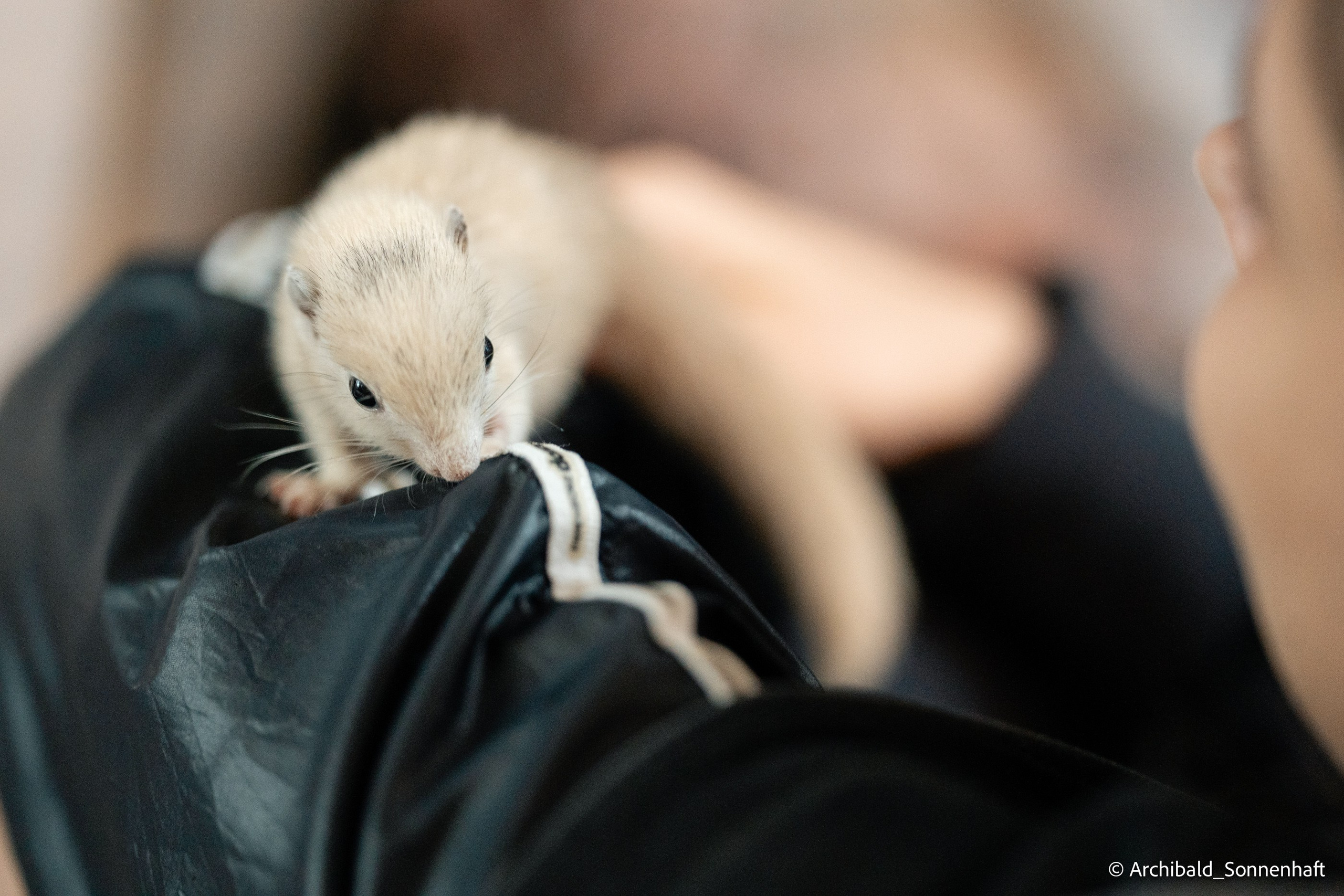 Cat, squirrel, japanese food and stand-up. Photographer in Guangzhou, China. Archibald Sonnenhaft