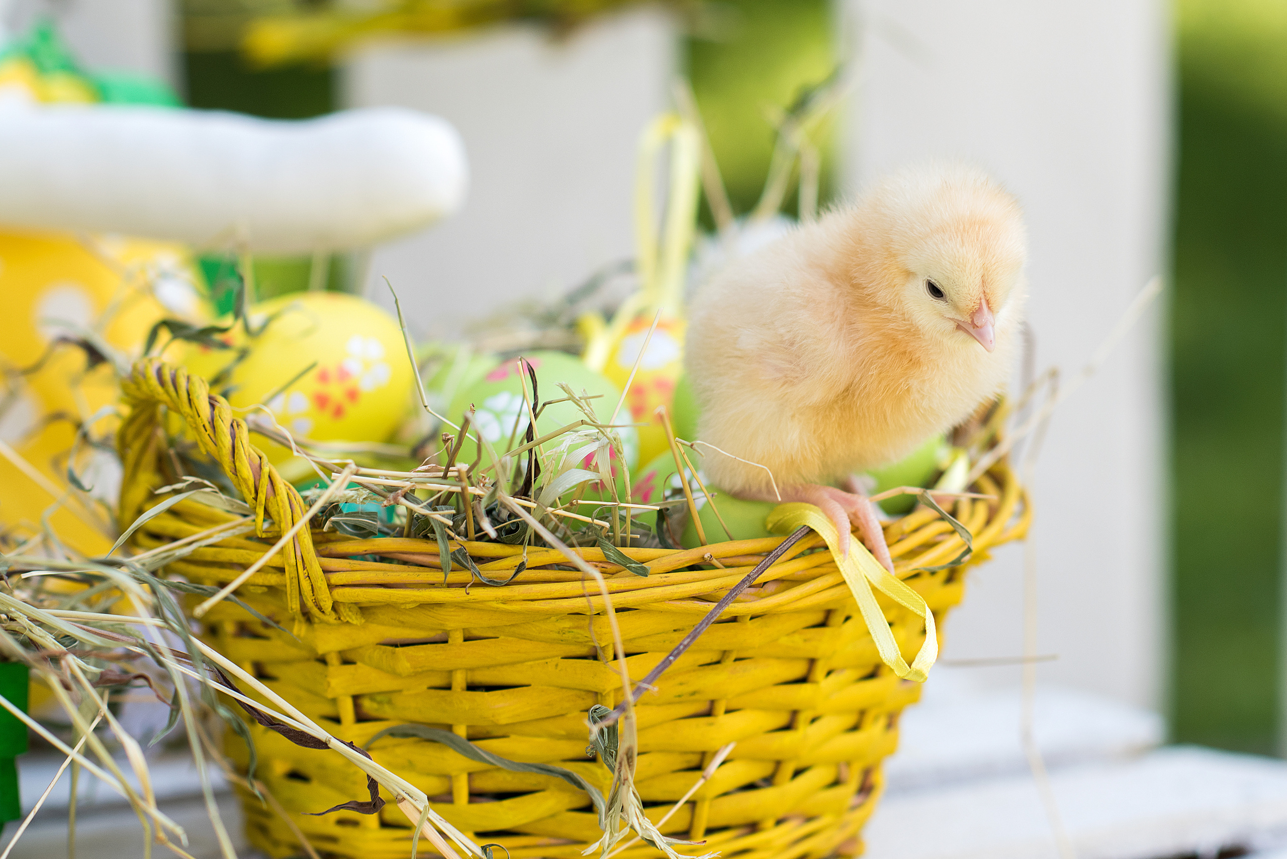Пасха. Детский фотограф Абхазия