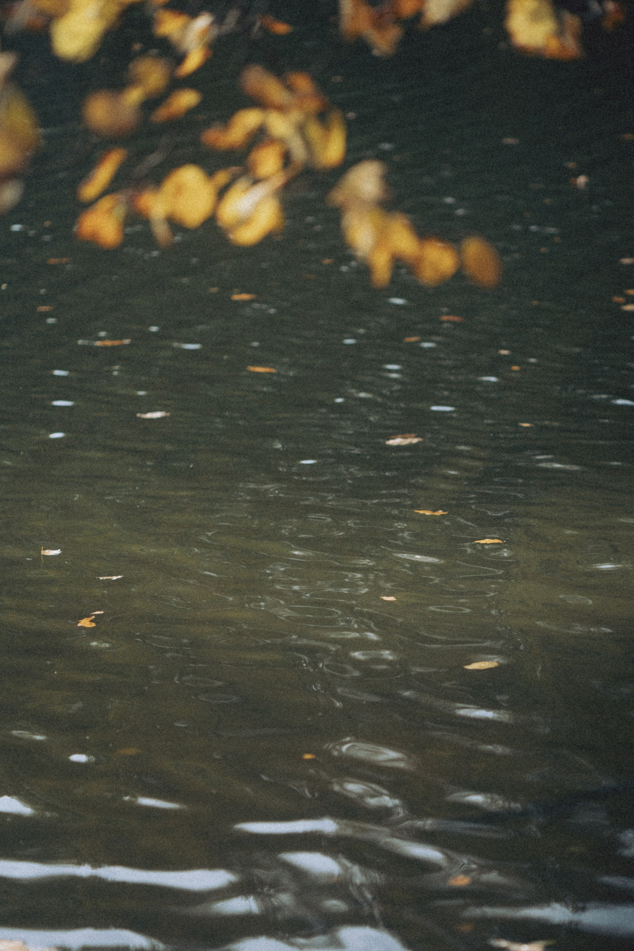 Александра. Фотограф Москва Селюкова Юлия