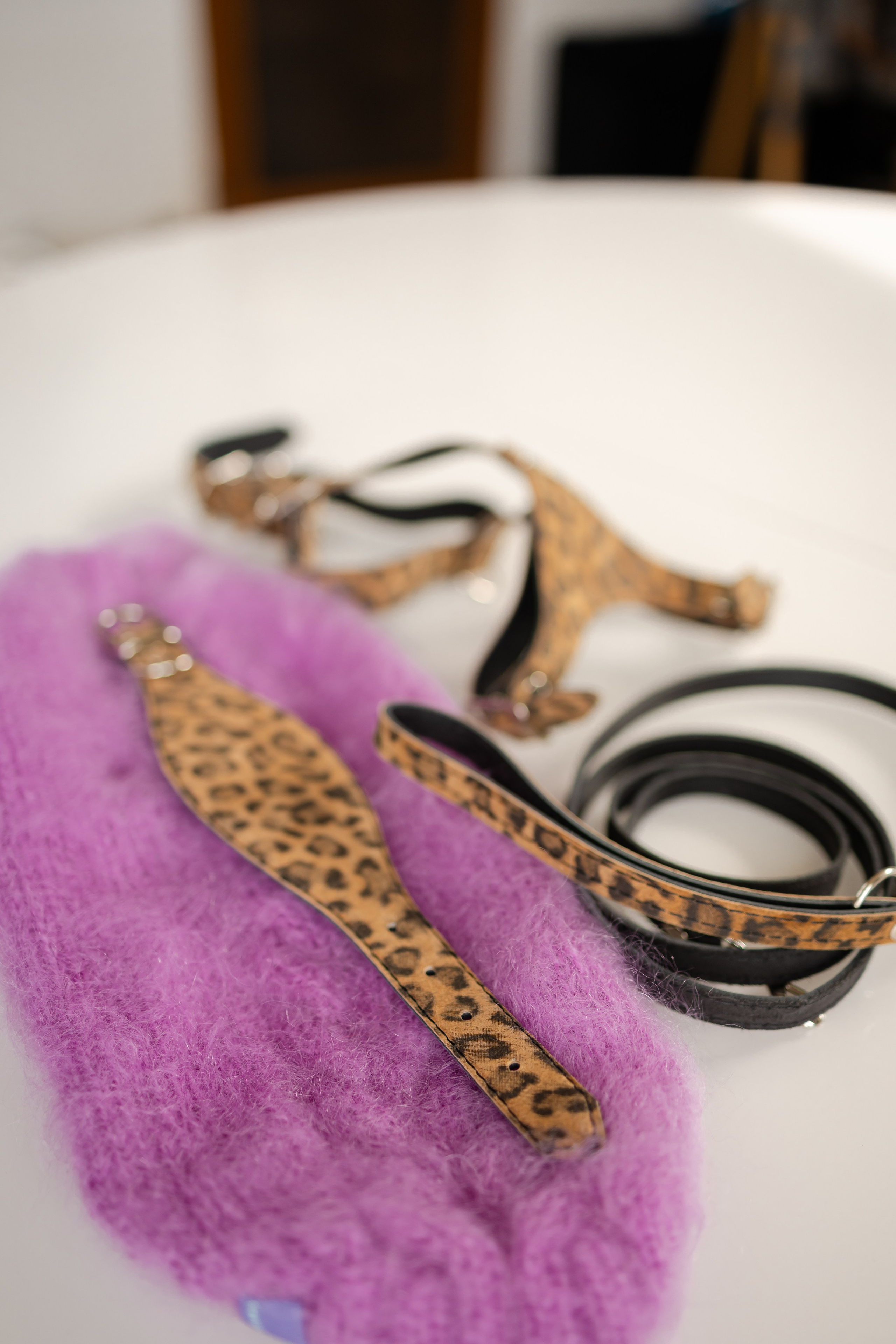 Прогулки. Профессиональный питомник левреток РКФ/FCI ASTI SAPPHIRE 💎 Сочи|Санкт-Петербург