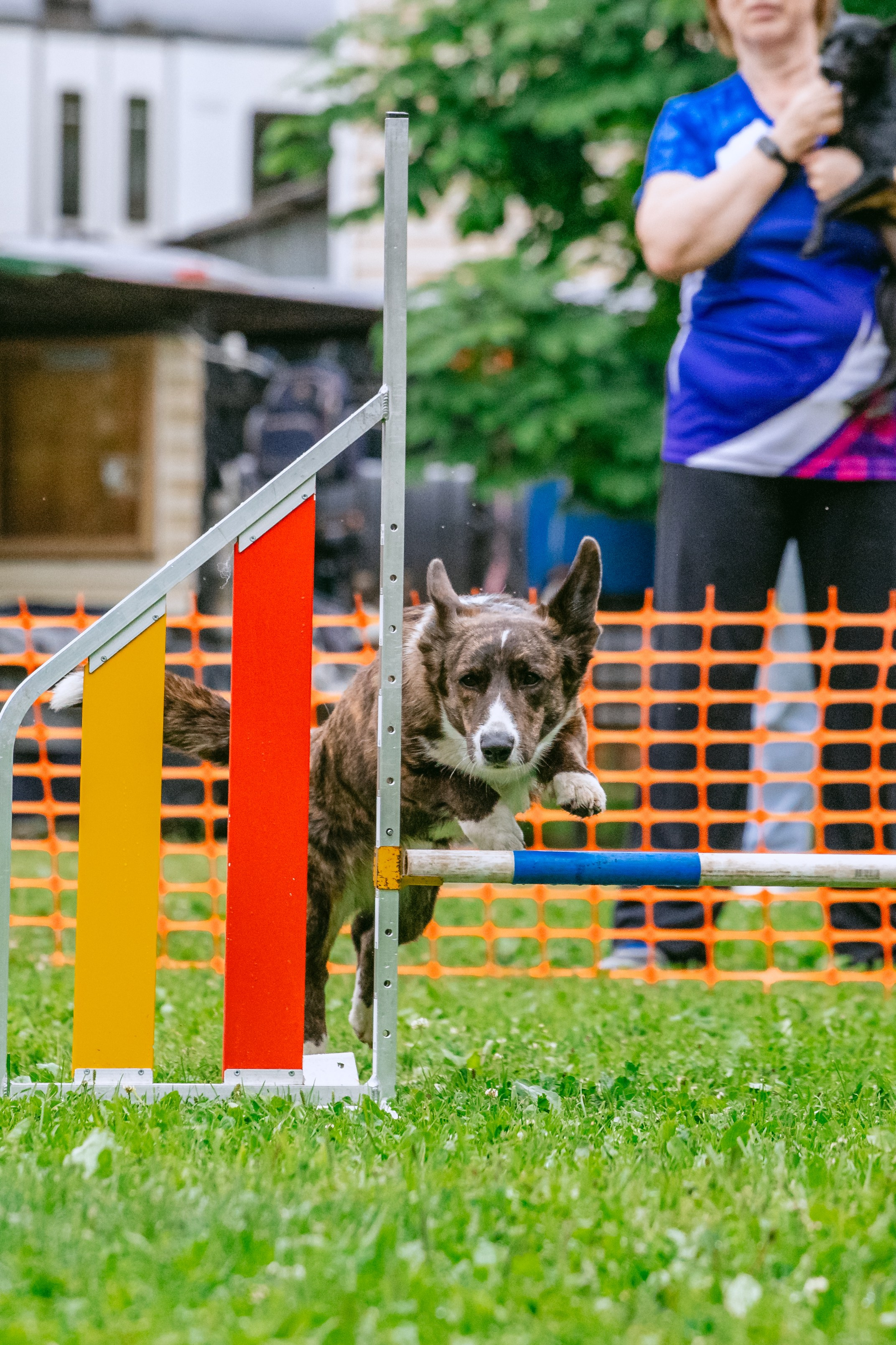 Соревнования по аджилити Долгопрудный 30.06.2025. Фотограф-анималист Татьяна Степанова