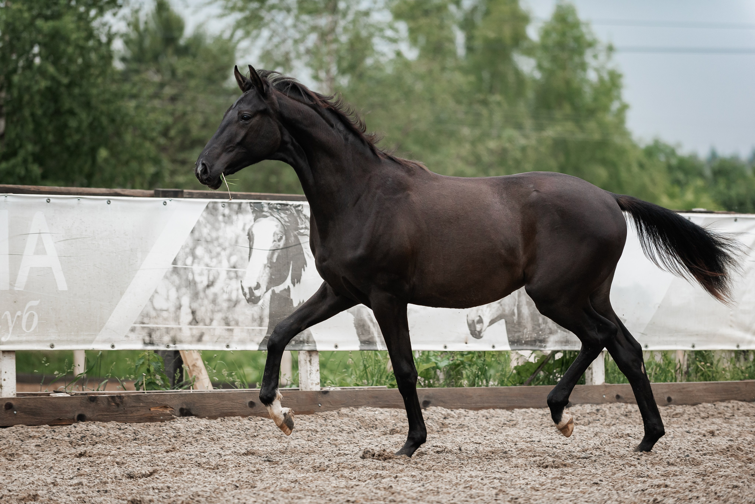 Рони и Зося. Куракина Дарья • Конный фотограф