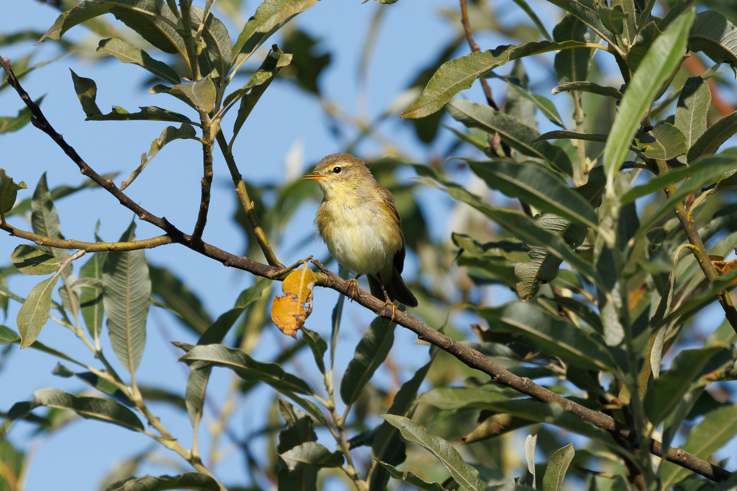 Птицы Москворецкого пойменного заказника. Птицы парков г. Люберцы