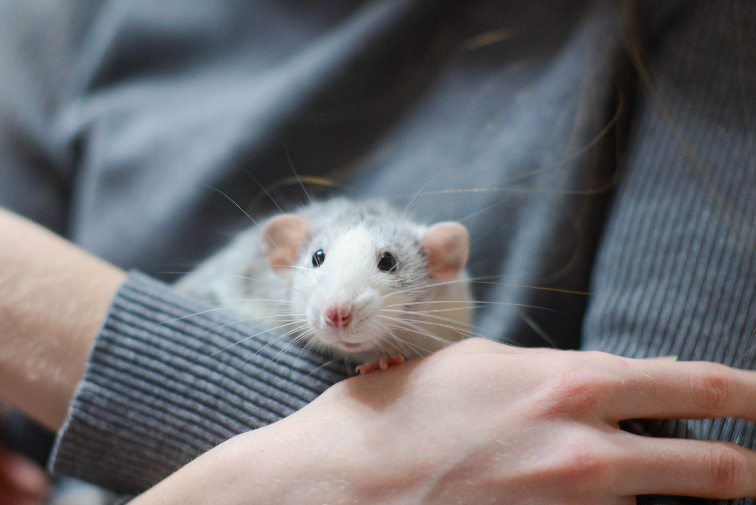 Новый год. Семейный, Свадебный фотограф СПБ Питер— Романова Екатерина