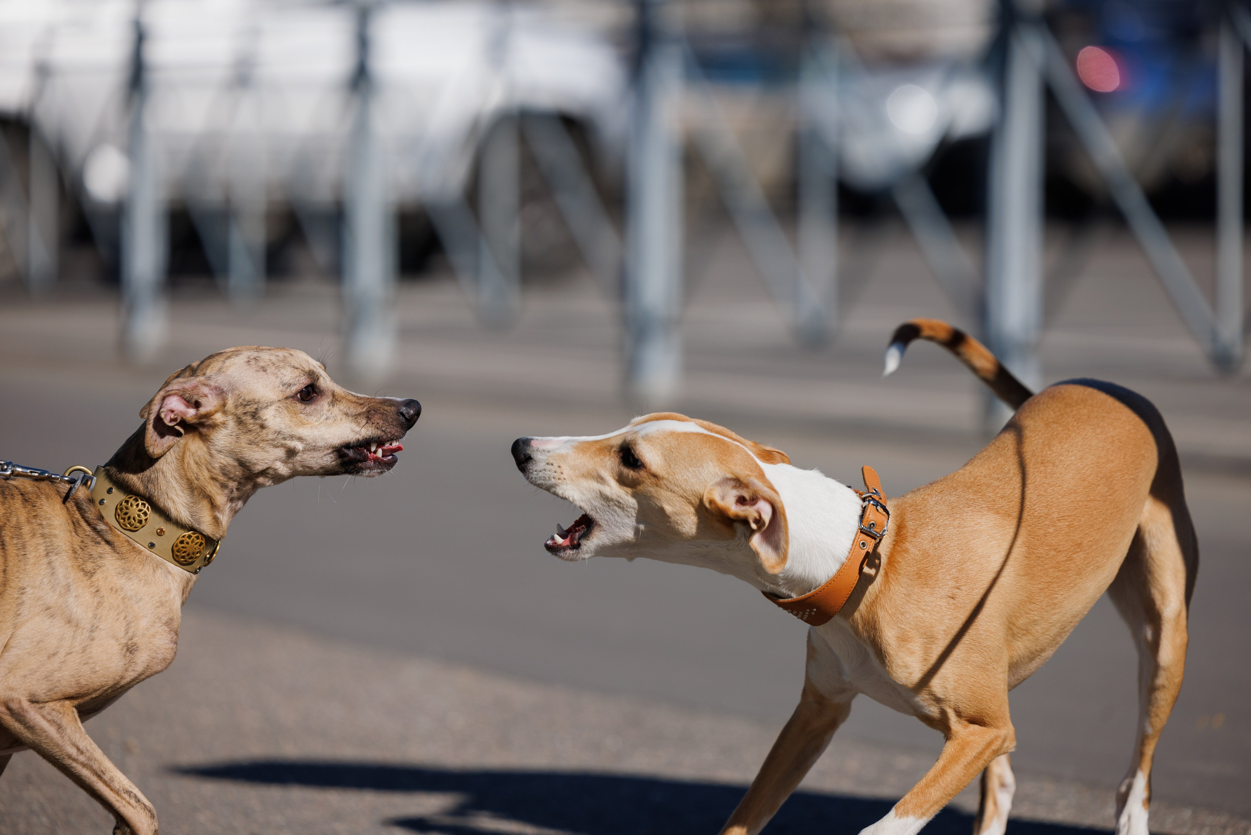 Сфера и Крокус 8,9,16 и 30.03.2025. Фотограф-анималист Юлия Германика