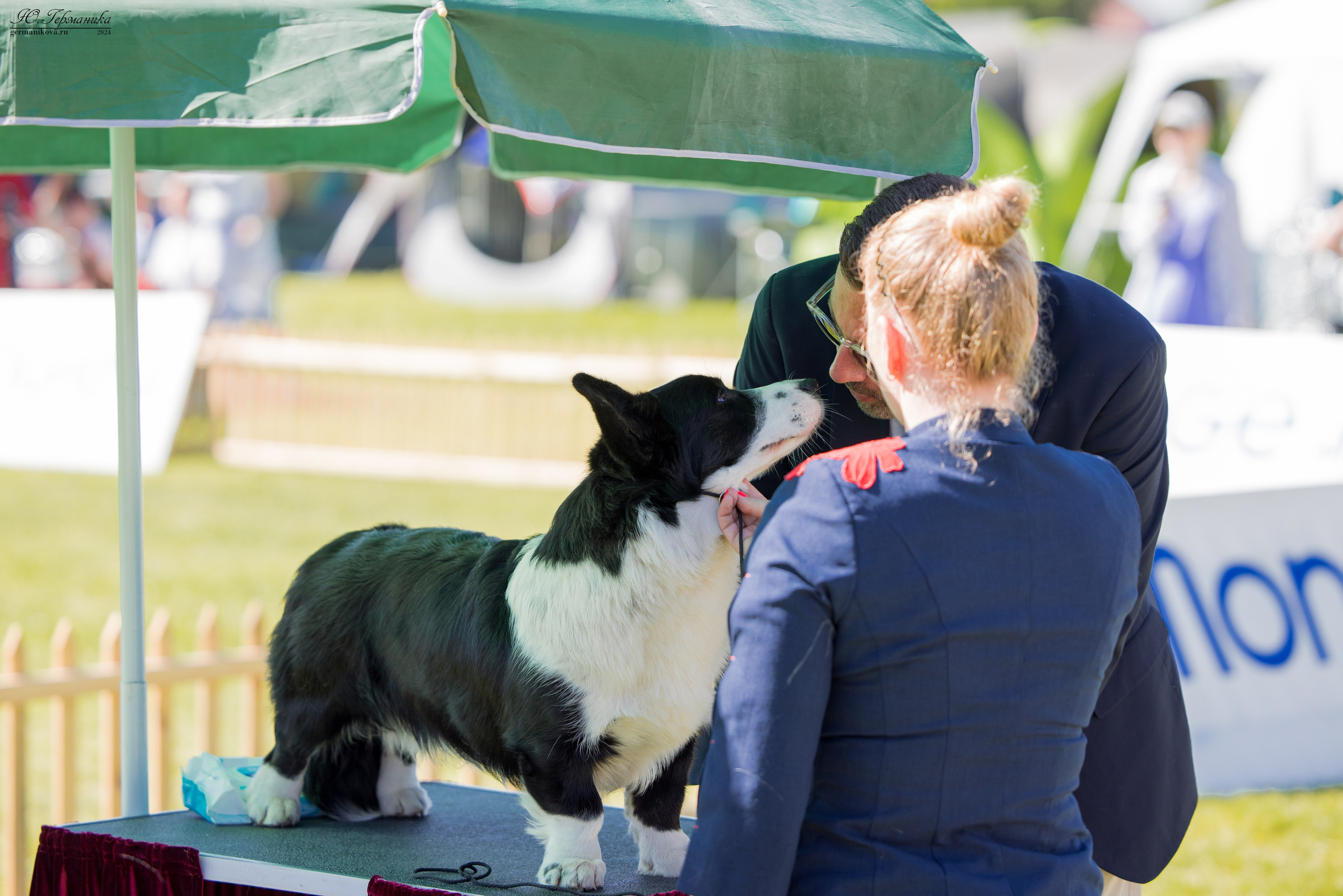 Ереван 3-5.06.2024. Фотограф-анималист Юлия Германика
