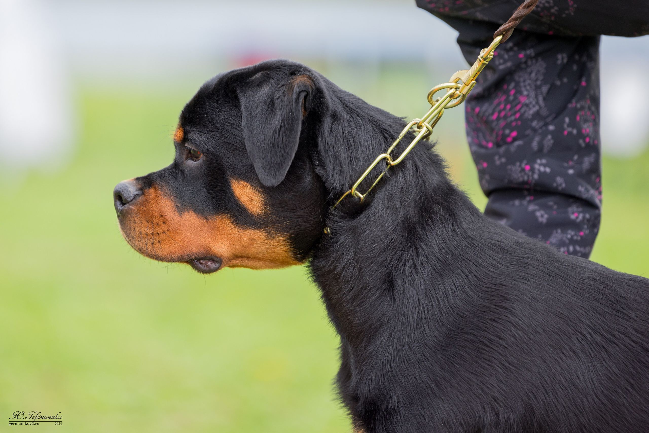 Нижний Новгород 11-12.05.2024 моно ротвейлеров. Фотограф-анималист Юлия Германика