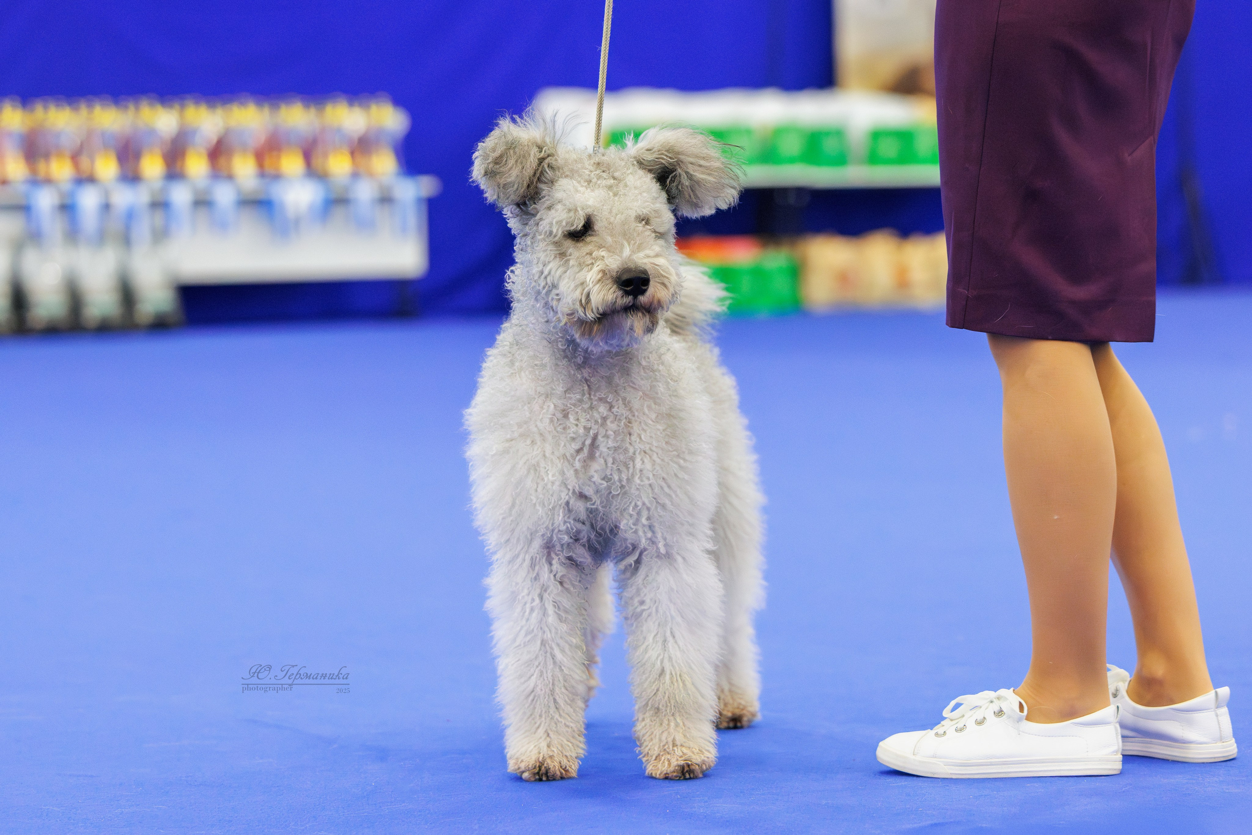 Питер 12-13.12.2025. Фотограф-анималист Юлия Германика