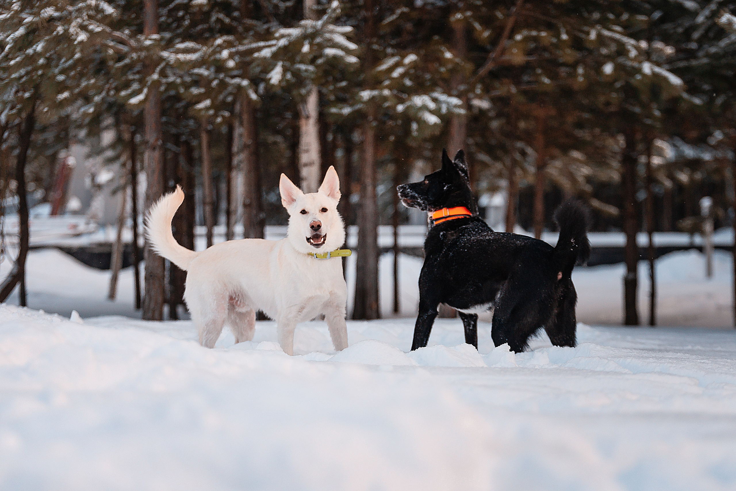Татьяна, Михаил, Шелли и Лаки. Фотограф-анималист Анастасия Парфенова|Екатеринбург