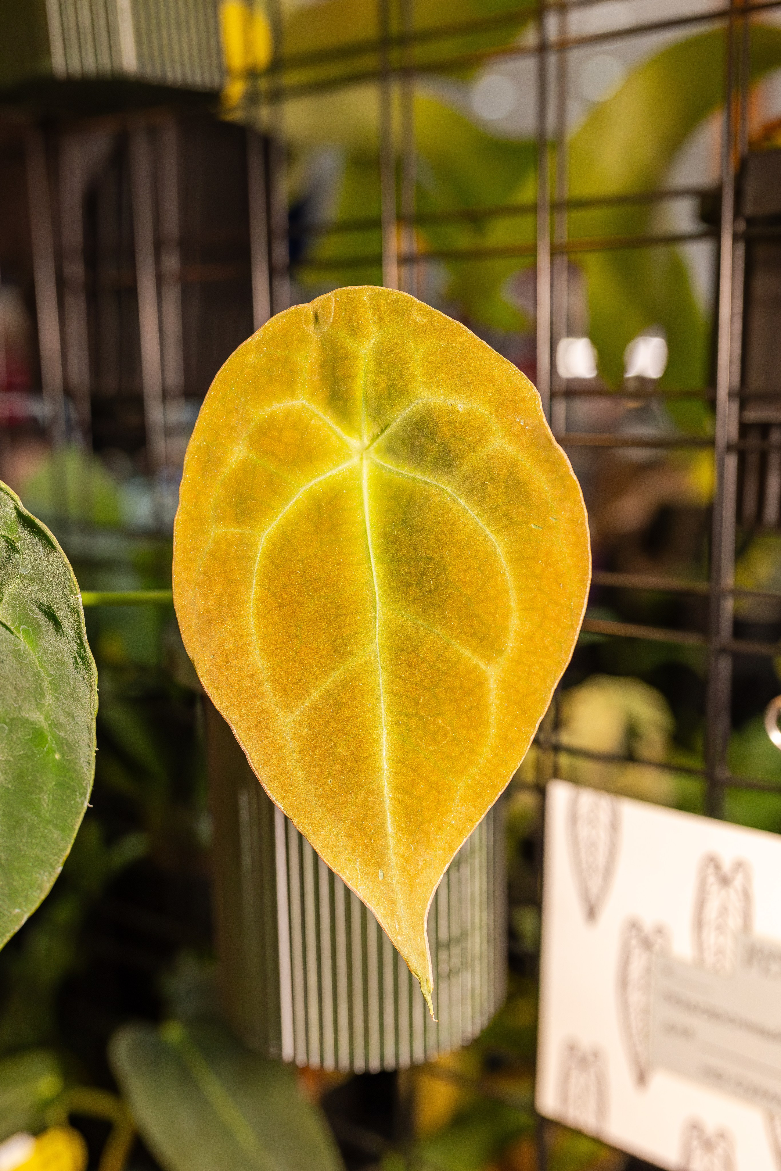 Монстериум апрель 2026. Александра Куликова фотограф, Москва