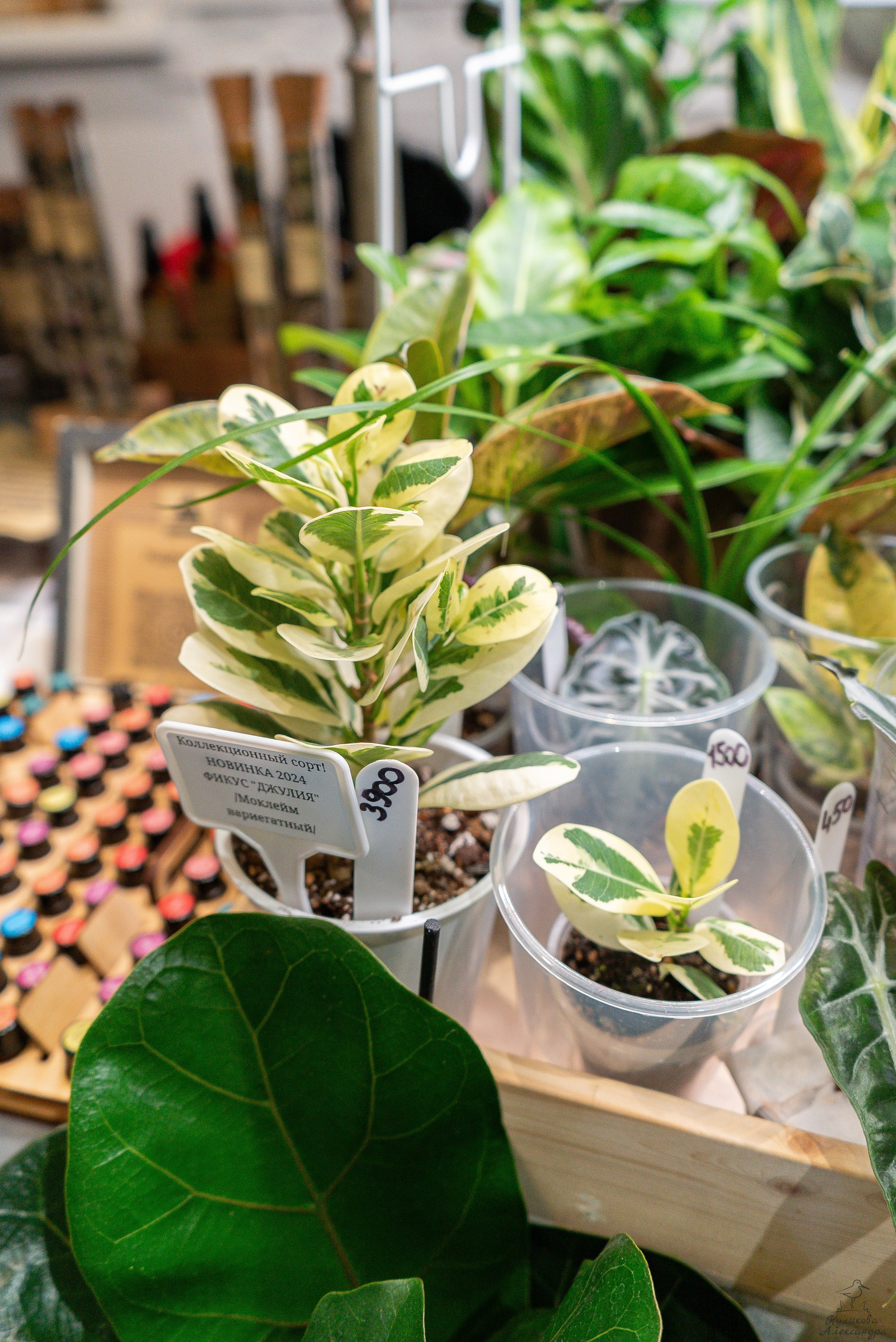 Гроубокс Артплей апрель. Александра Куликова фотограф, Москва