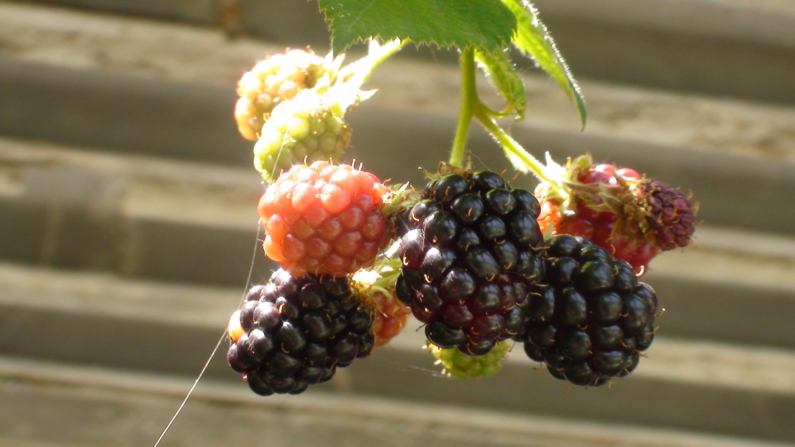 Отпуск 20.07-17.08. Семейный, Свадебный фотограф СПБ Питер— Романова Екатерина