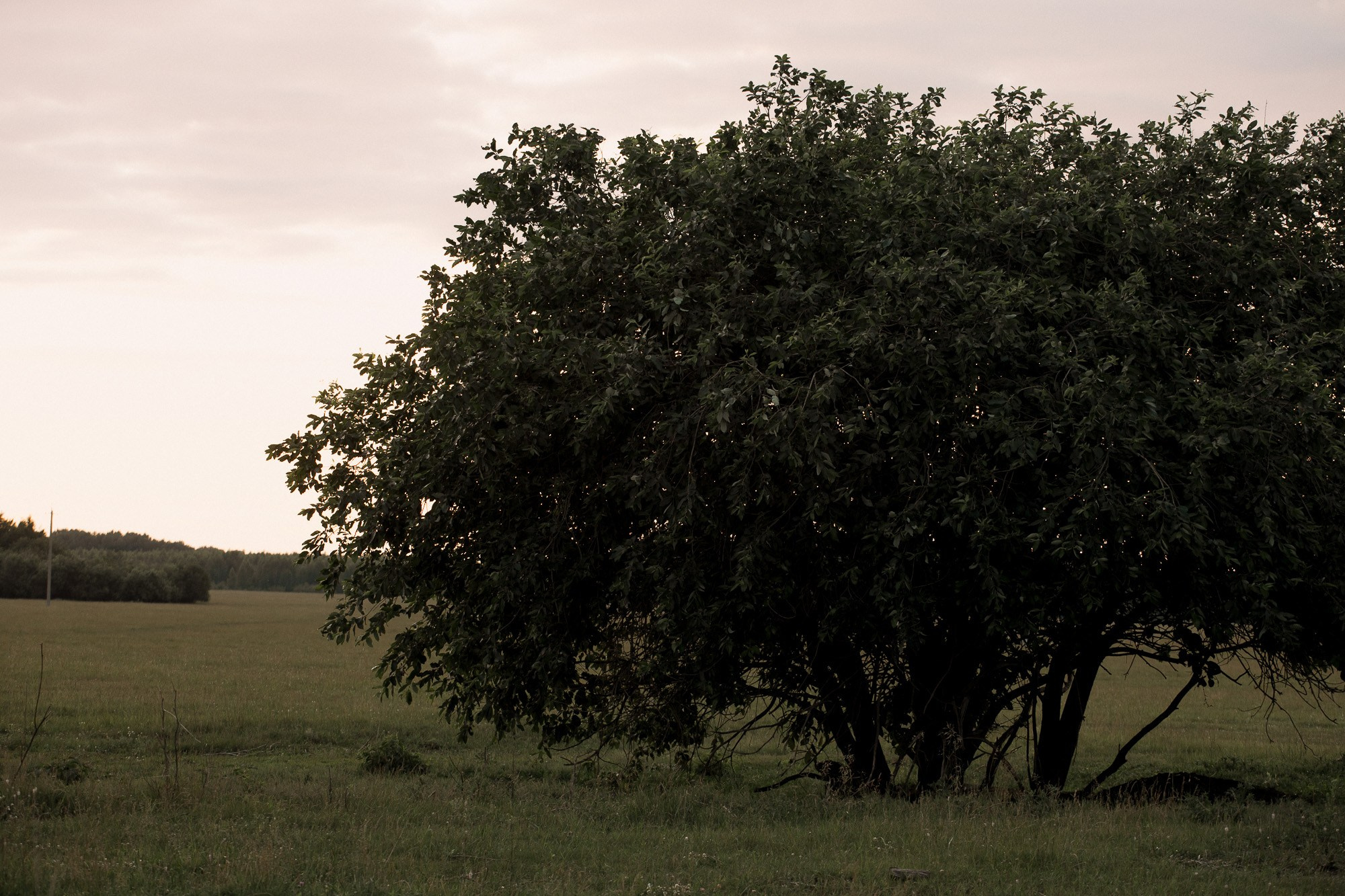 Алексей и Светлана. Свадебный и семейный фотограф в Челябинске