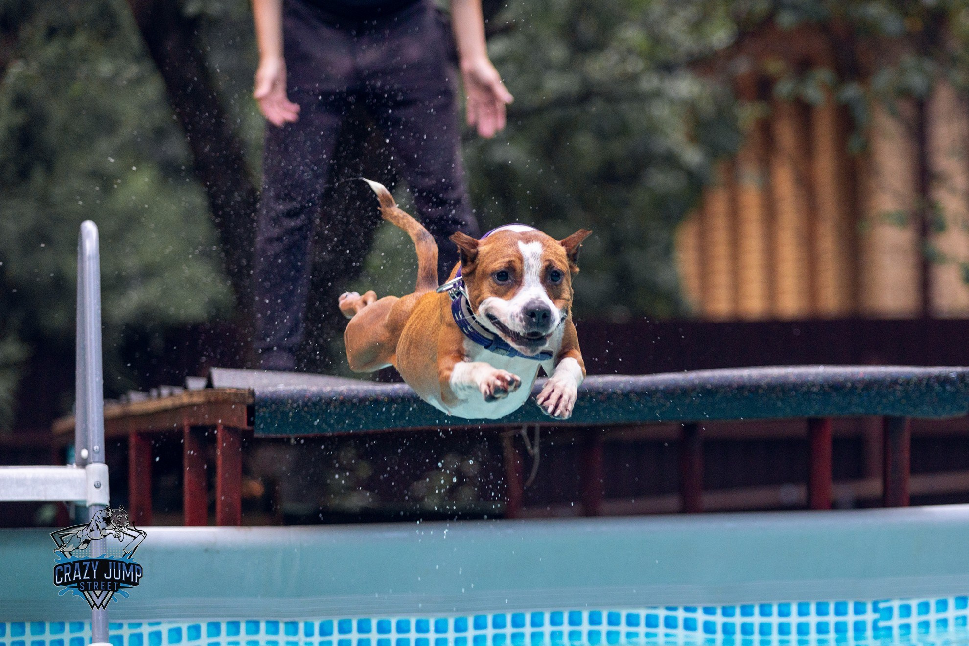 Собаки, спорт, Док дайвинг. Свадебный и репортажный фотограф в Москве и Московской области