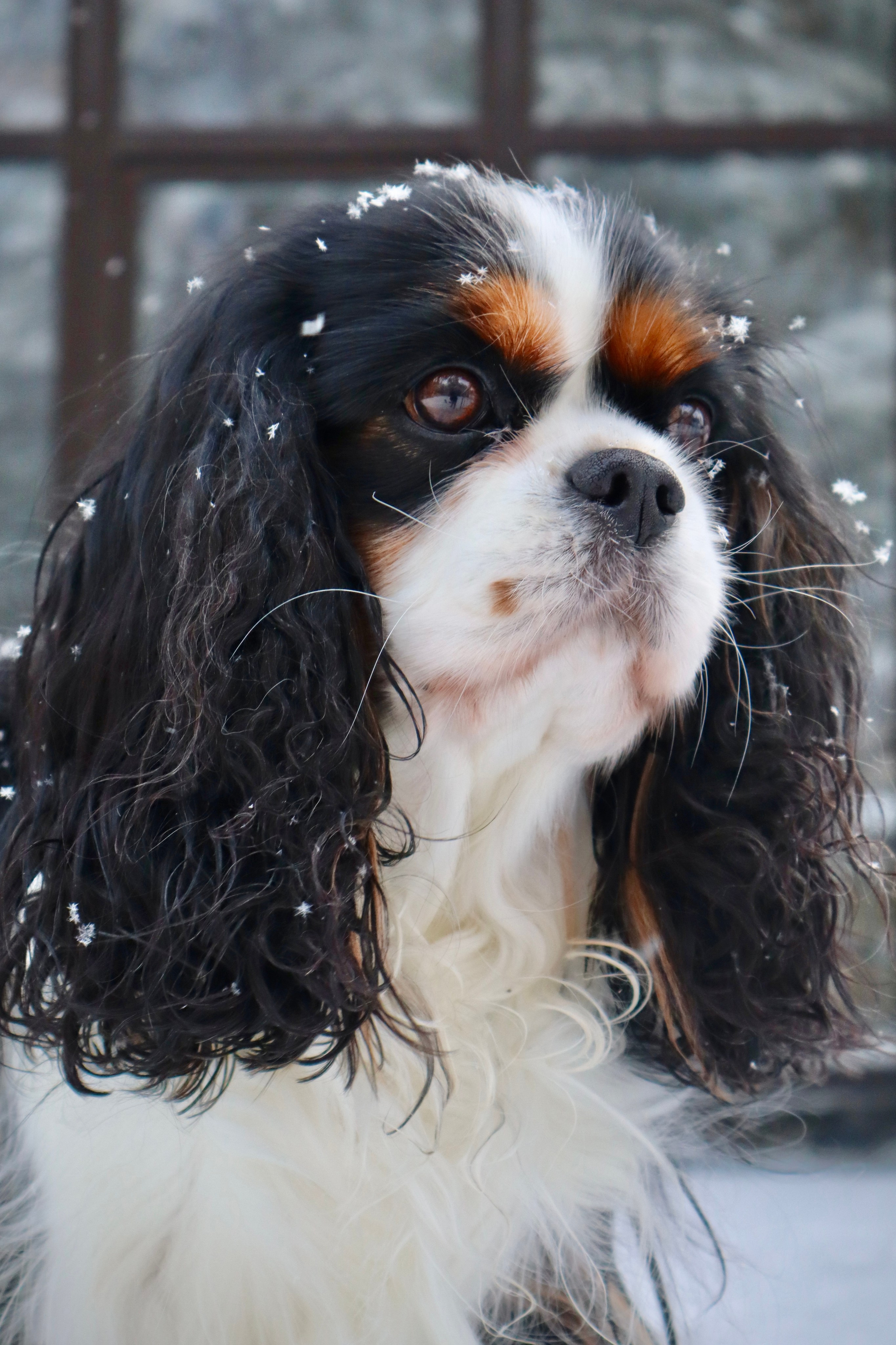 В мире животных. Фотокружок «Видоискатель» ГБОУ СОШ № 291