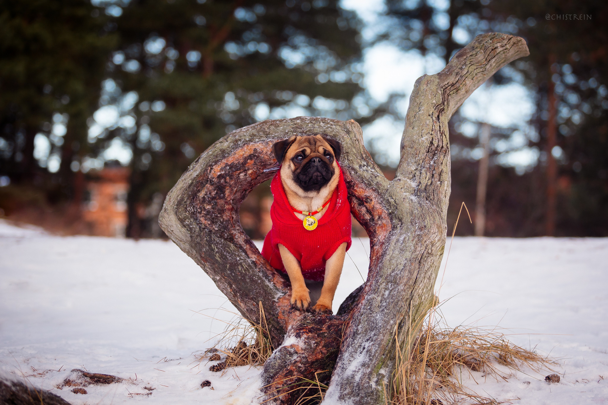 Новогоднее настроение. Роза. Фотограф-анималист Наталия Чистюхина в г. Сосновый Бор и ЛО