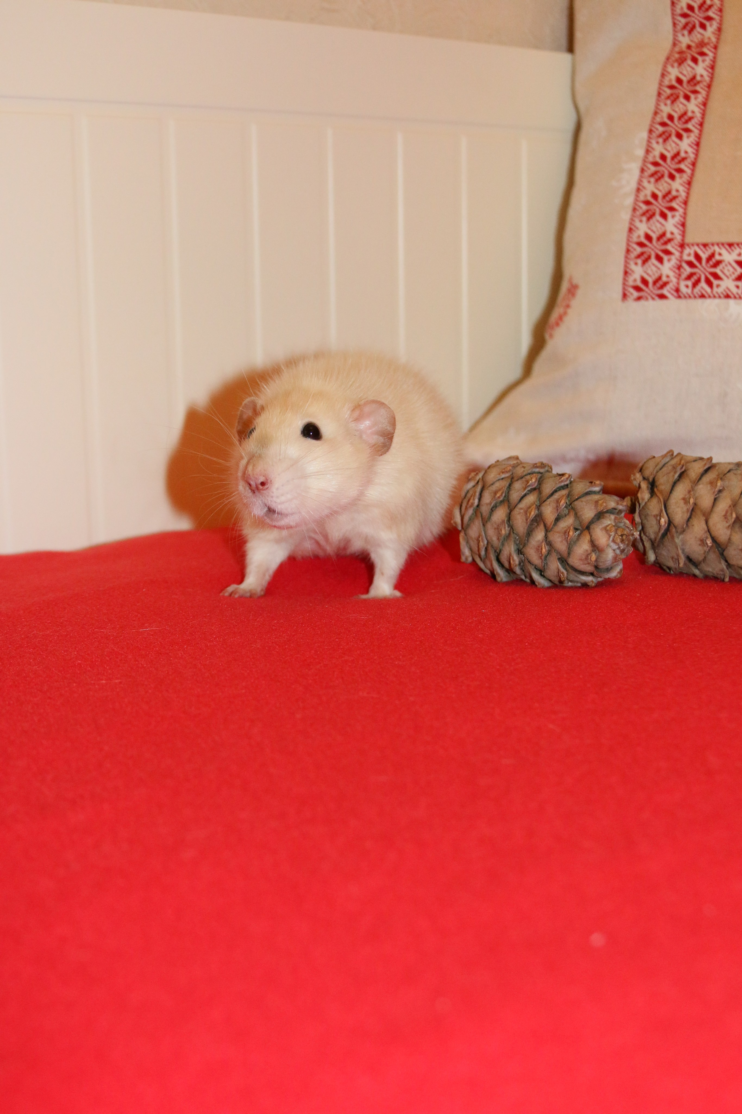 Съемка с питомцем