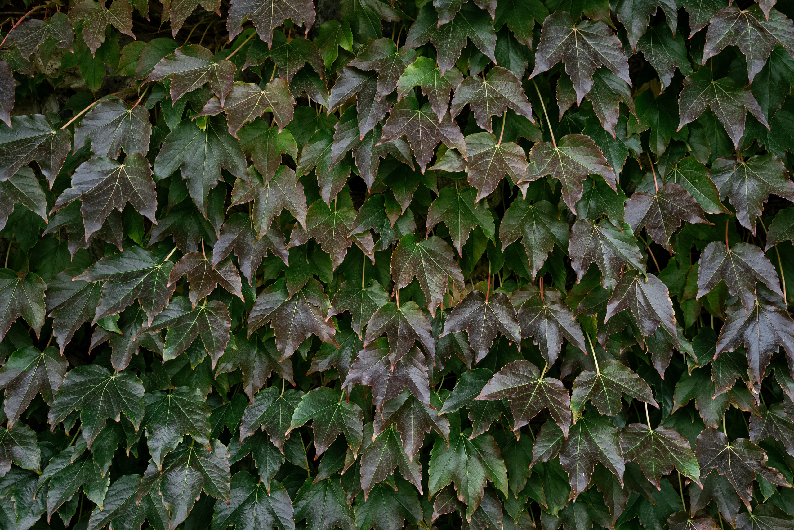 Выше гор. Фотограф Томск, Новосибирск Влад Свириденко