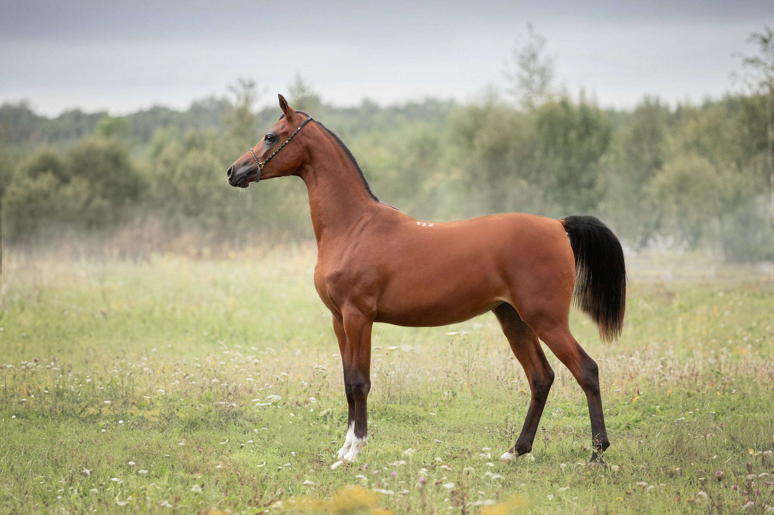 Фотосъёмка лошадей. Семейный и анималист фотограф в Переславле Анастасия Гусева