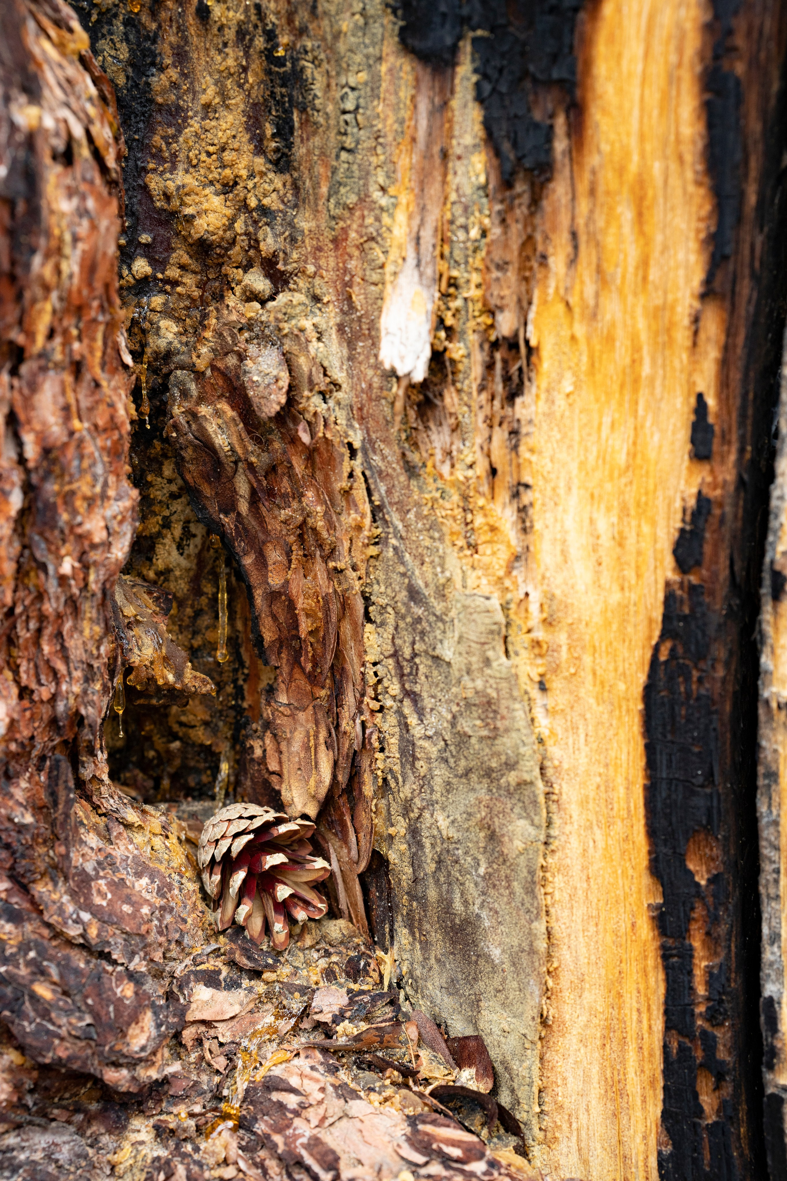 Дерево на Ольхоне