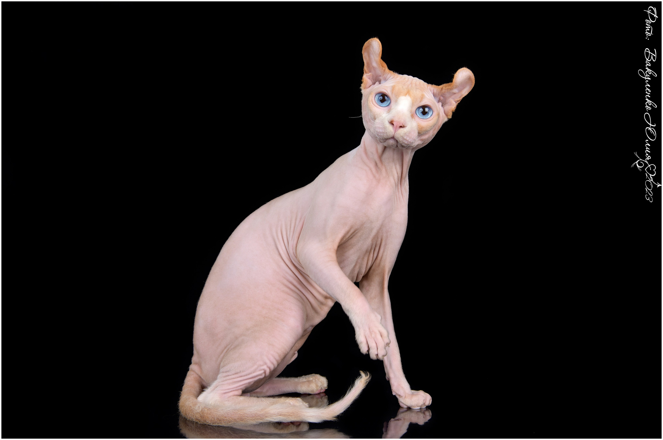 Взрослые. Фотограф анималист | семейный Юлия Вакуленко, г. Краснодар