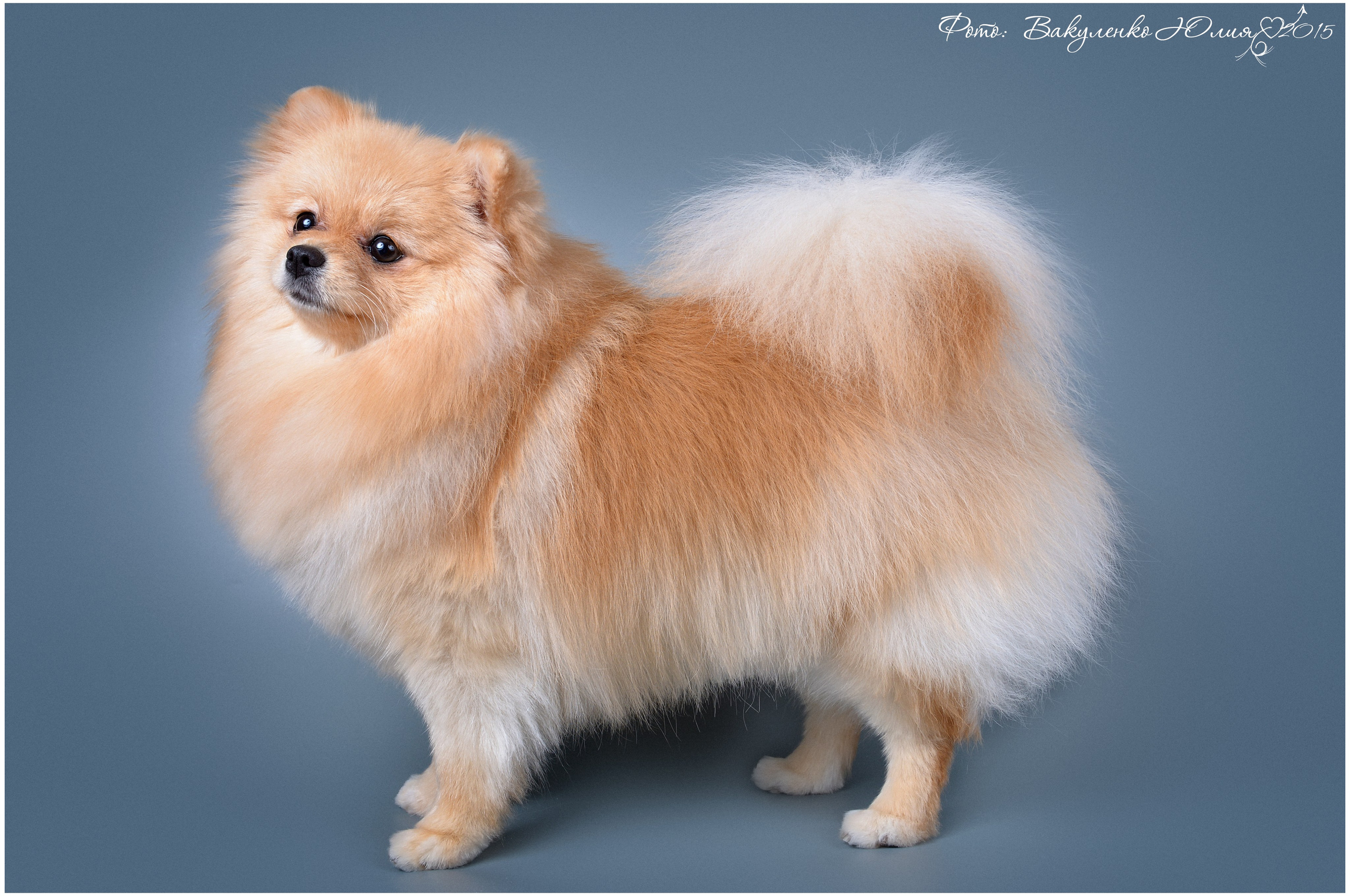 Студийная съемка. Фотограф анималист | семейный Юлия Вакуленко, г. Краснодар